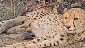 Related Video Item Thumbnail