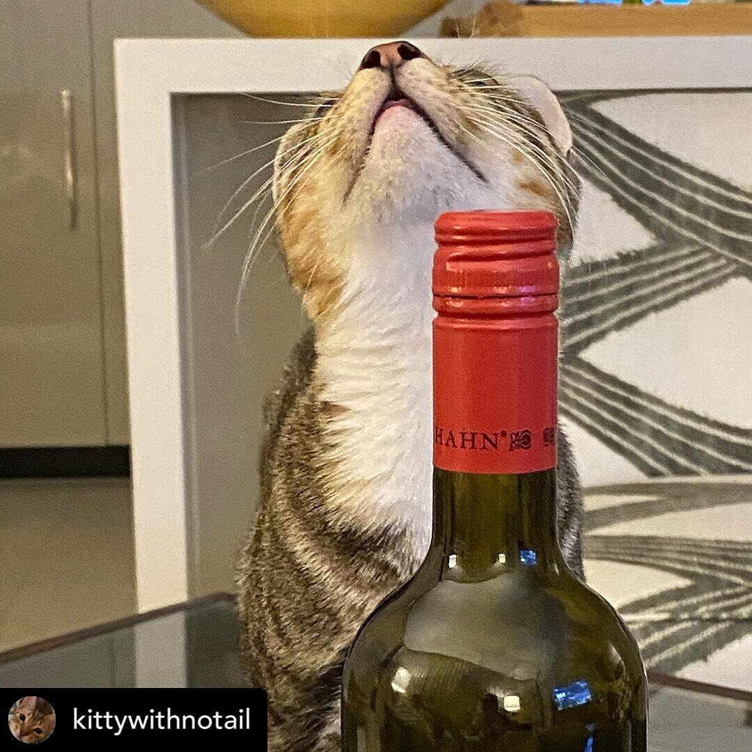 Cute Cat award goes to @kittywithnotail When that first drop of wine touches your soul 😊
.
.
#cat #catsofinstagram #winelover #catswhodrink #barossa