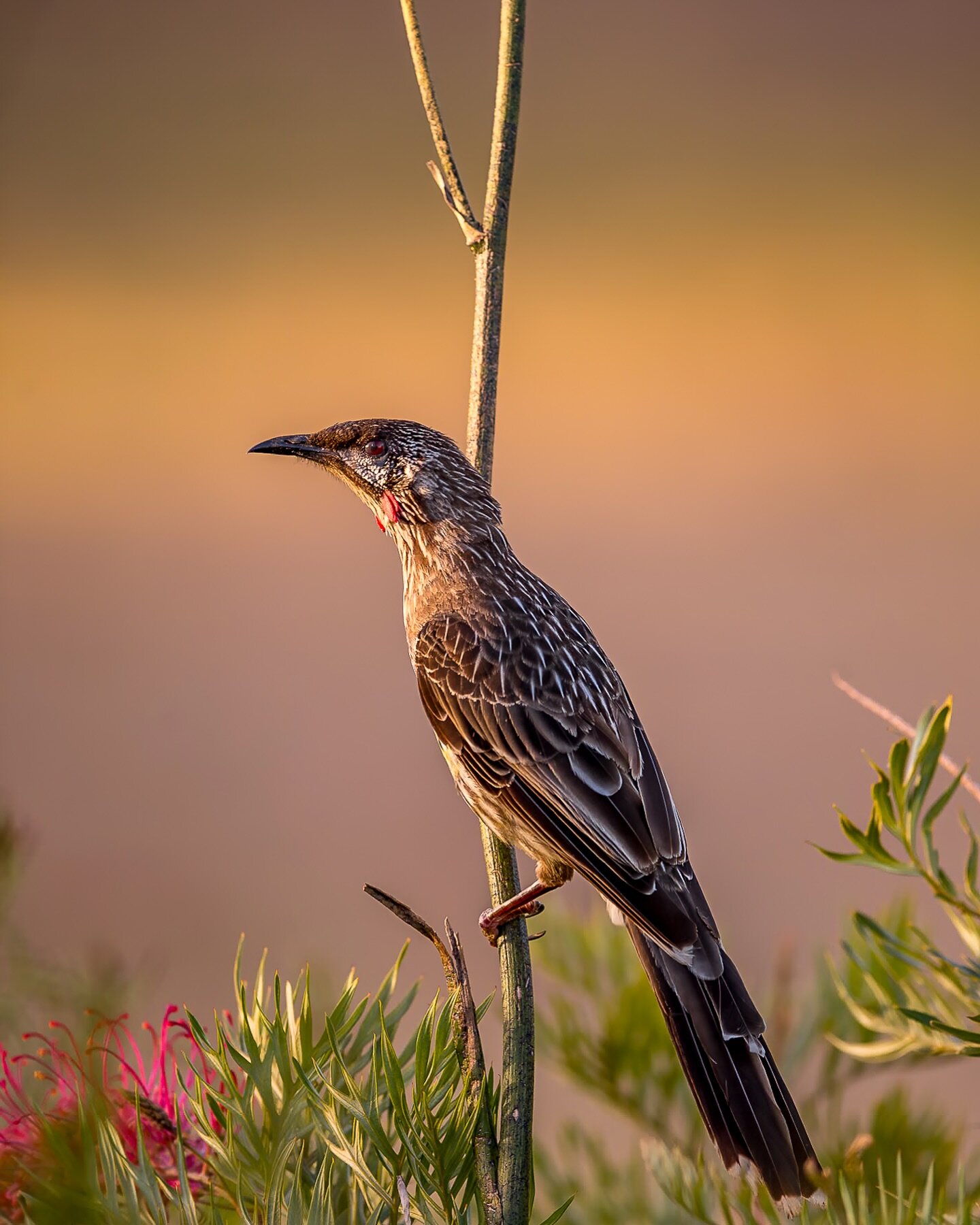 First light in the morning, enjoy your weekend , wattle Bird male. Margaret River, Australia