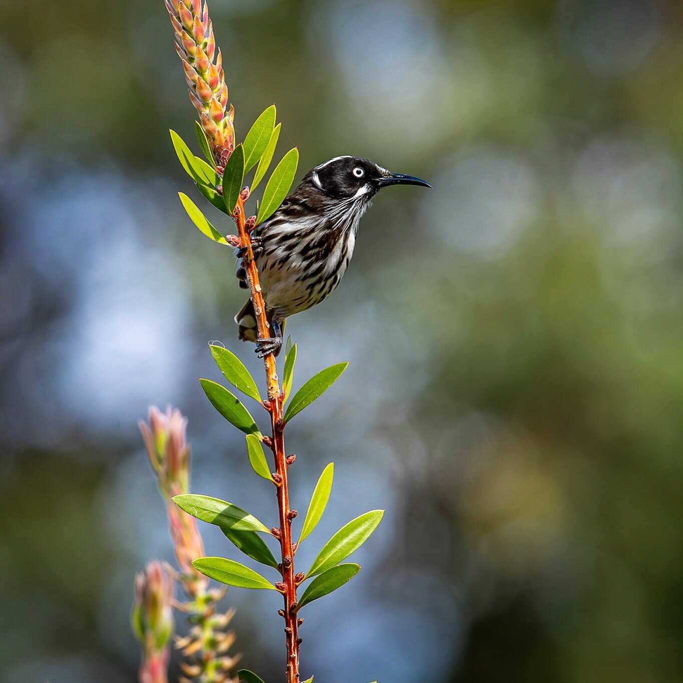 New Holland Honeyeater, Margaret River , Australia