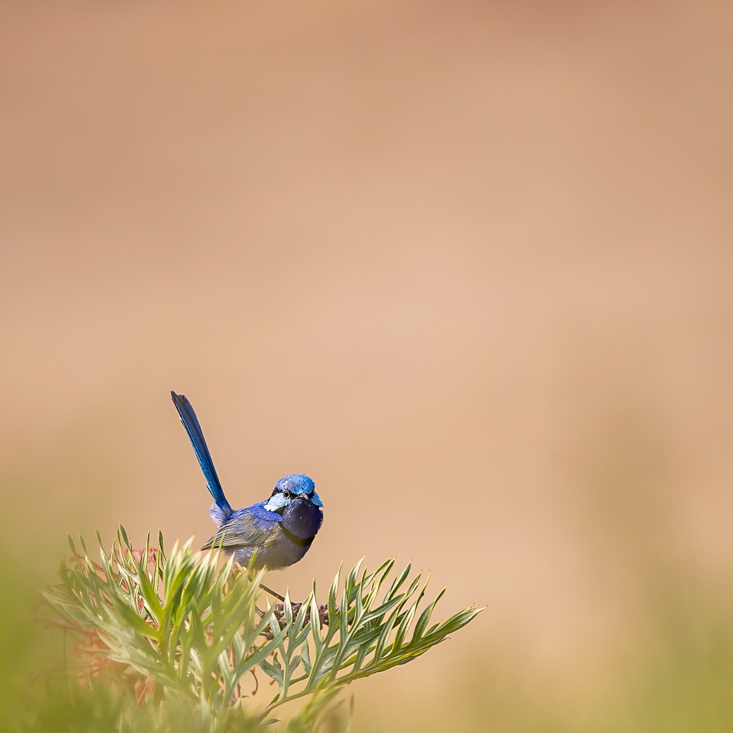 He&rsquo;s questioning me &lsquo;Aren&rsquo;t there any chances? &lsquo; I didn&rsquo;t have any answers to that question! Splendid Fairywren Male, Margaret River, Australia. #birdstagram