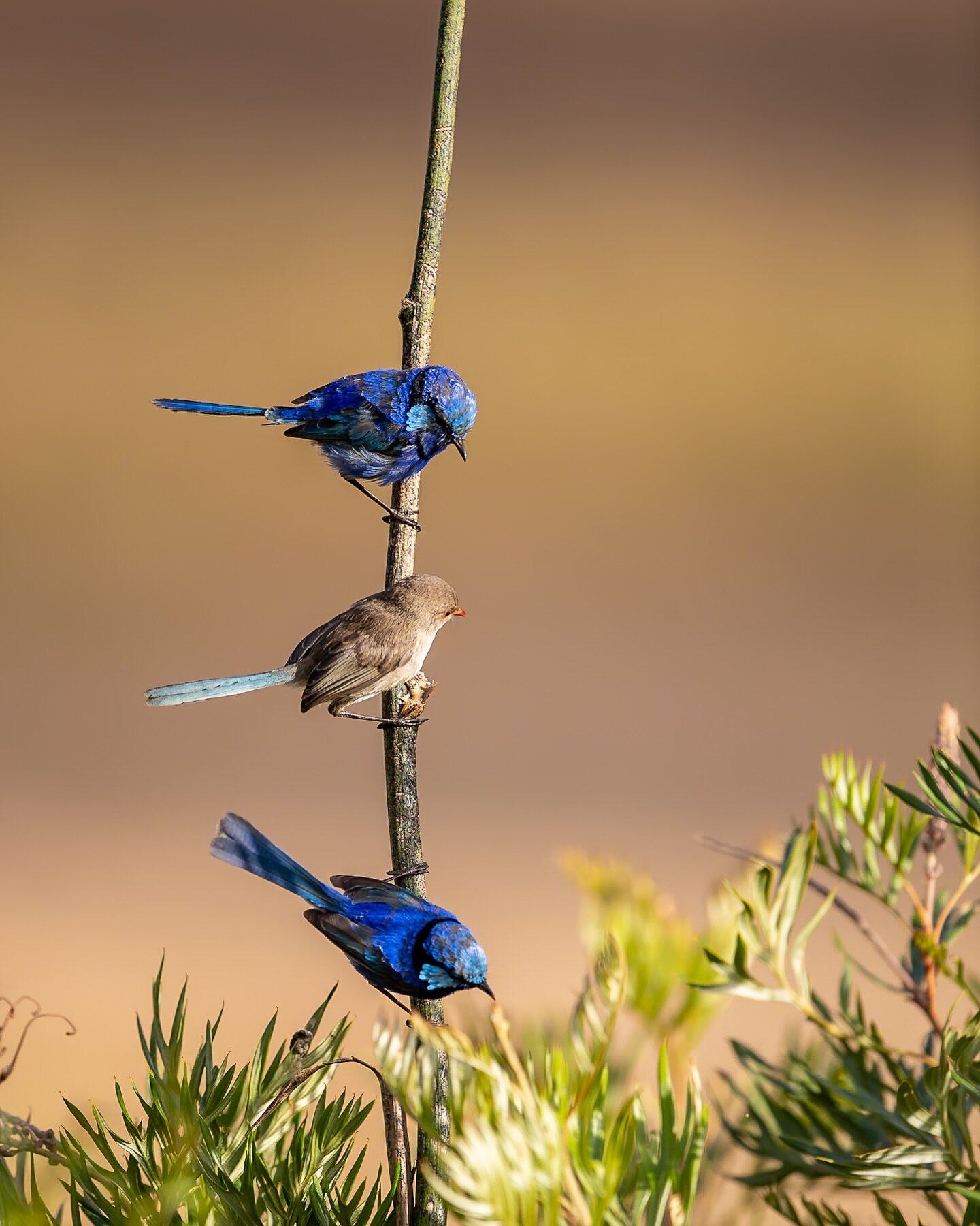 There are two choices for her, but it seems she&rsquo;s interested in the one that&rsquo;s just over her. I&rsquo;m confident he&rsquo;s the winner. 
Margaret River, Australia.