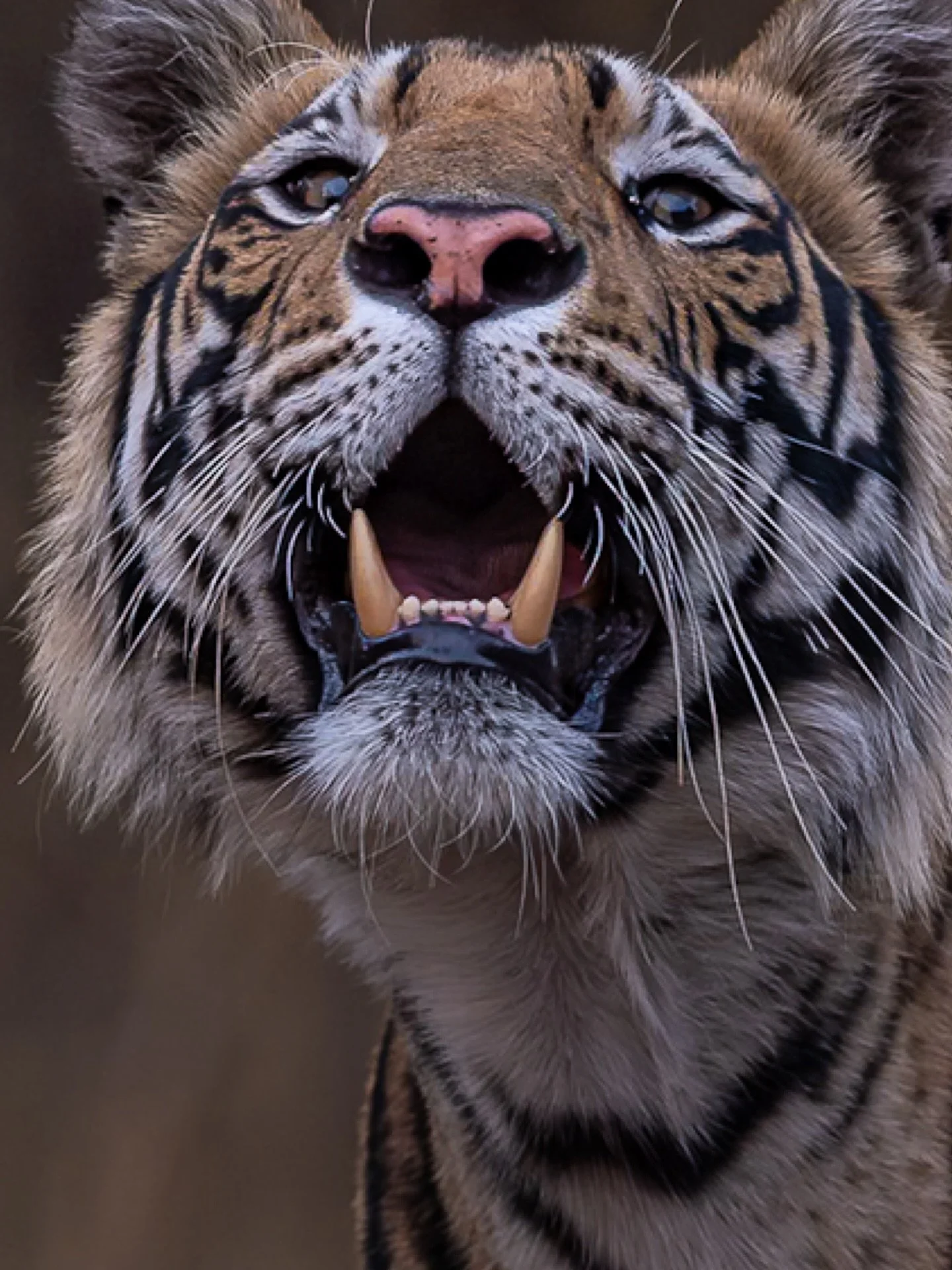 A tiger that is in its early stages #tiger #wildcat #india #safaris #natgeoyourshots