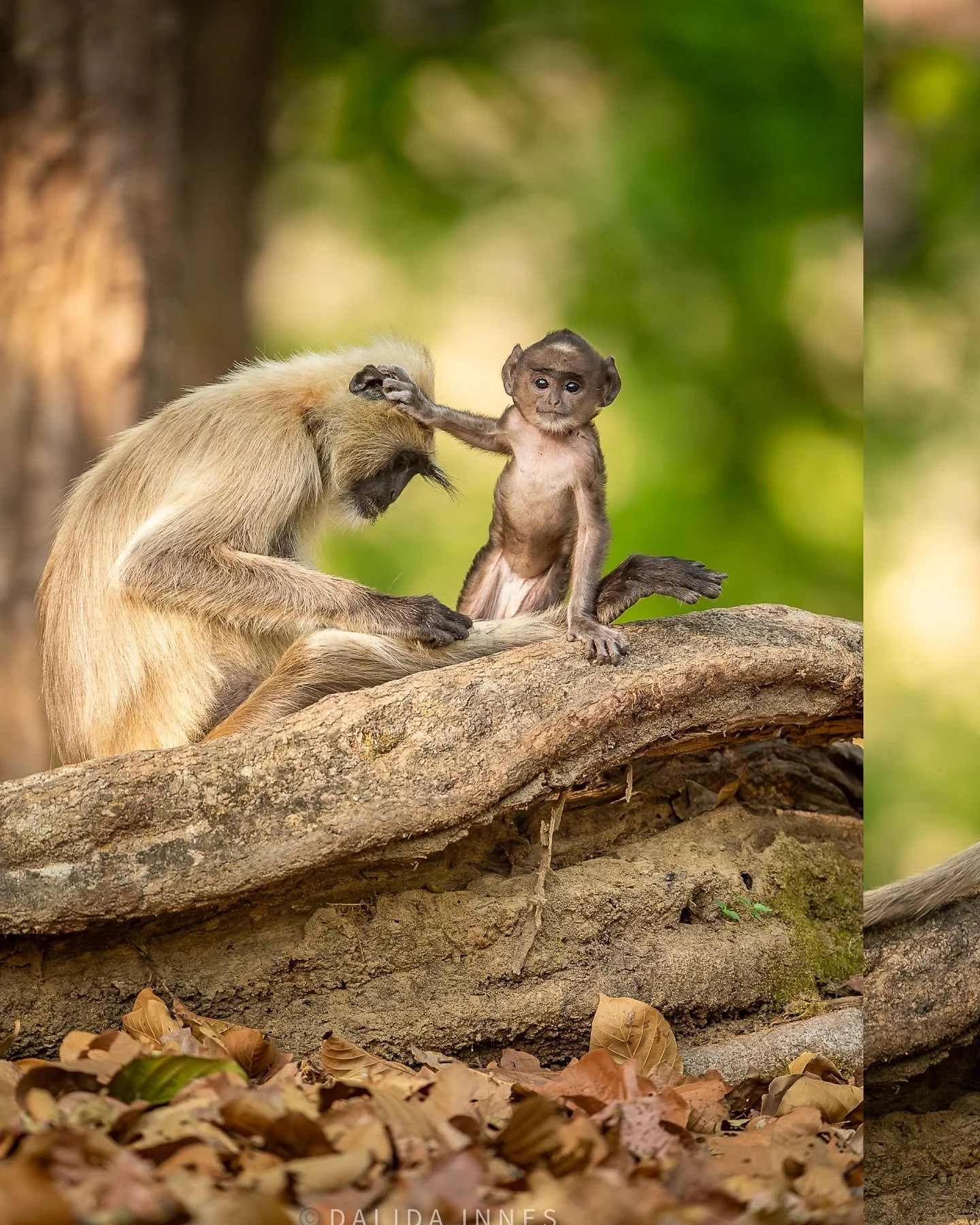 Family isn&rsquo;t just who we&rsquo;re born to&mdash;it&rsquo;s who we hold close. 🐒💛 This family of langurs reminds us that love, play, and togetherness are the true treasures of the wild. #Langurs #MonkeyLove #WildlifeFamily #NatureVibes #Wildli