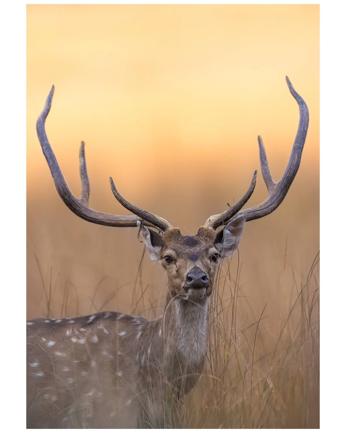 Tell me this isn&rsquo;t straight out of a Disney movie&hellip; 🦌✨ #SpottedDeer #WildlifeReels #NatureMagic #DeerInTheWild 
#NatureVibes #WildAndFree #AnimalEncounters #ForestWhispers 
#WildlifePhotography #ReelNature #UntamedBeauty #InTheWild