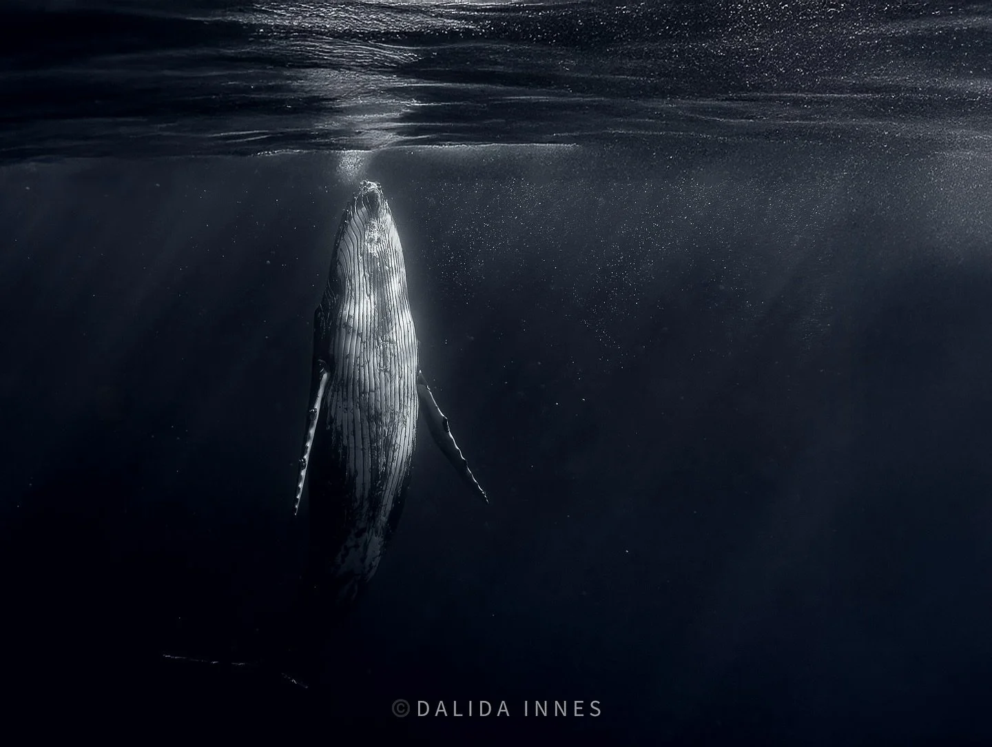 Humpback whale, EUA island, Tonga. #whales #humpbackwhales #underwater_world_ #photography📷