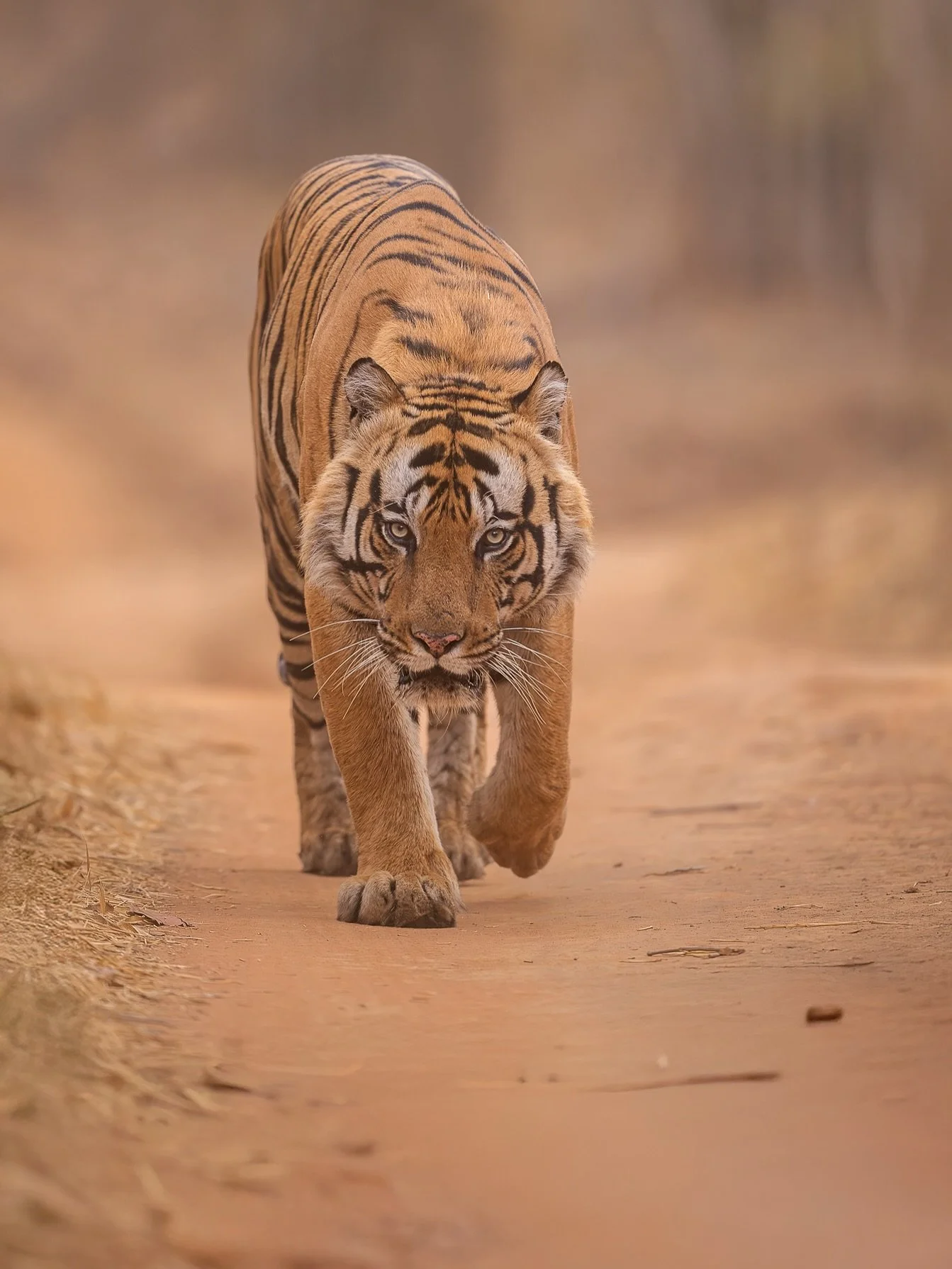 Tigers from different areas. Bandhavgarh National Park, India #tiger #wildlifeofindia #wildlifephotography #wildlife #bigcats #wildlifeprotection #wildlifeconservation