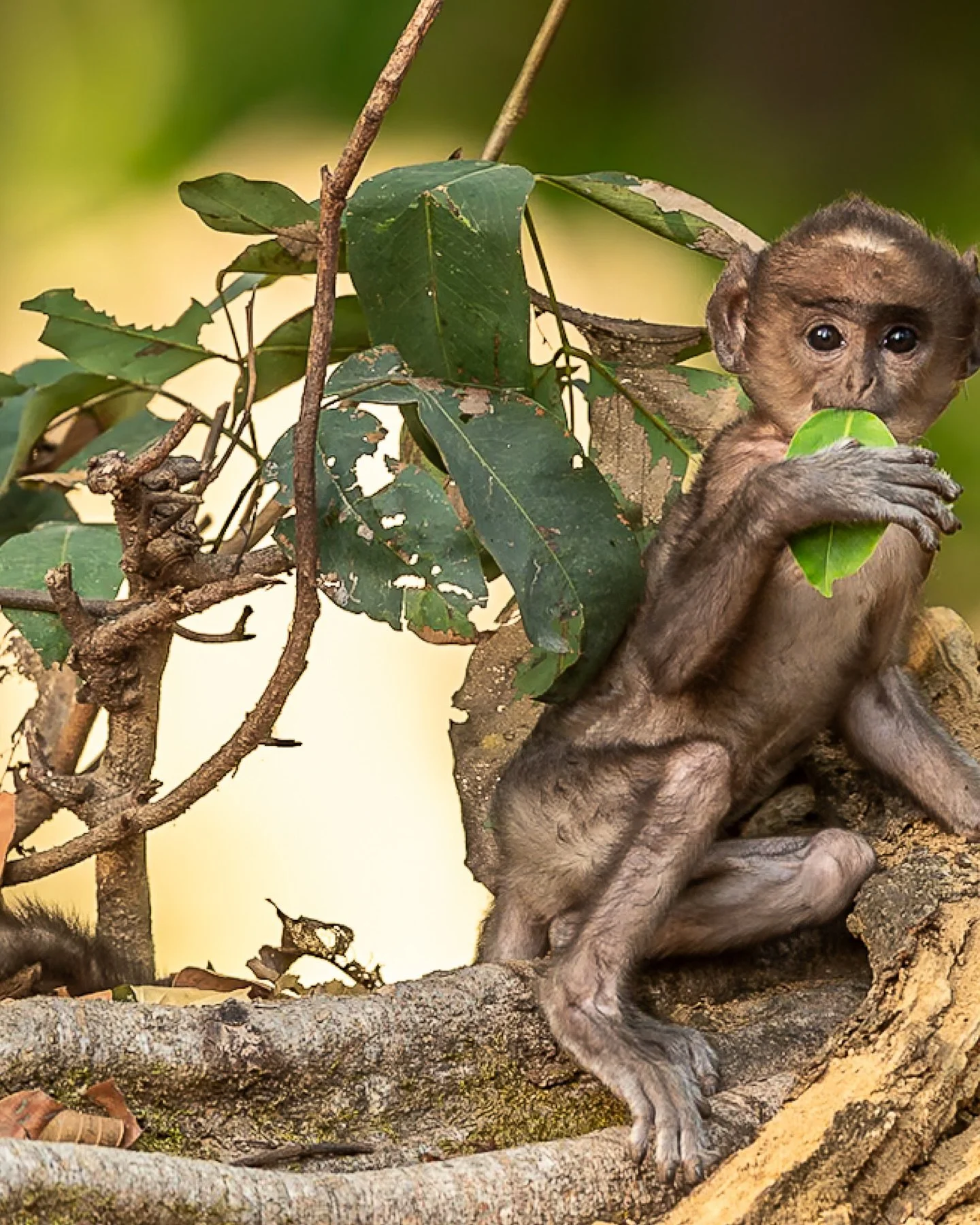 A young leaf monkey enjoying his meal. #langurmonkey #young #wildlifephotography #photographer