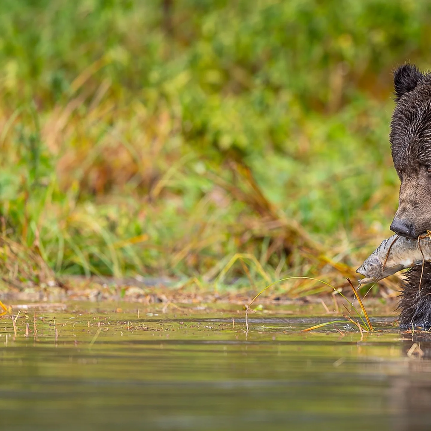First catch of the day! This little grizzly cub is learning the art of fishing&mdash;one splash at a time. #GrizzlyBear #WildlifePhotography #NatureMoments #BearCub #CanadaWildlife #AnimalKingdom