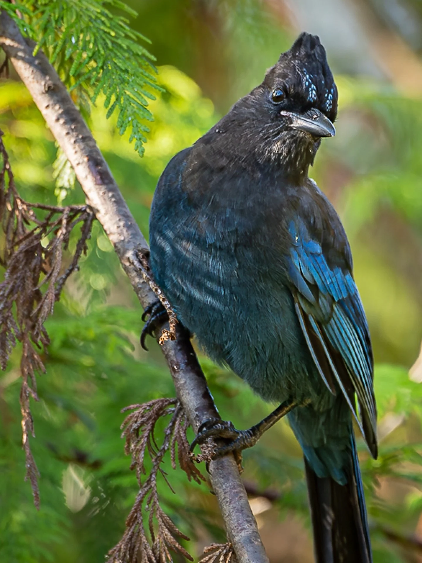 The bold blue beauty of the Pacific Northwest.
Meet the Steller’s Jay, Vancouver’s cheeky and charismatic bird, always curious and impossible to ignore. That deep sapphire plumage catches the light just right — wild elegance in ever