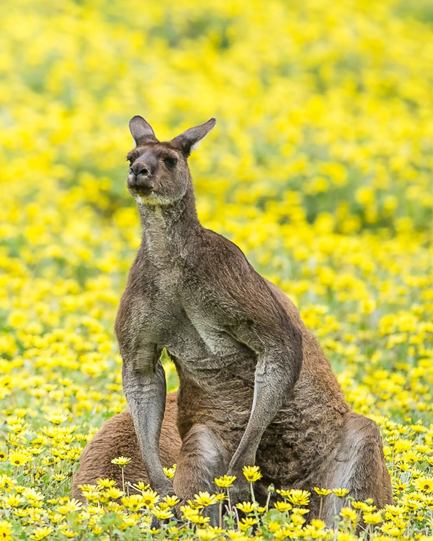No gym, just jumping through the outback like a pro 💪🦘 #KangarooMood #exploreaustralia #photography #wildlife