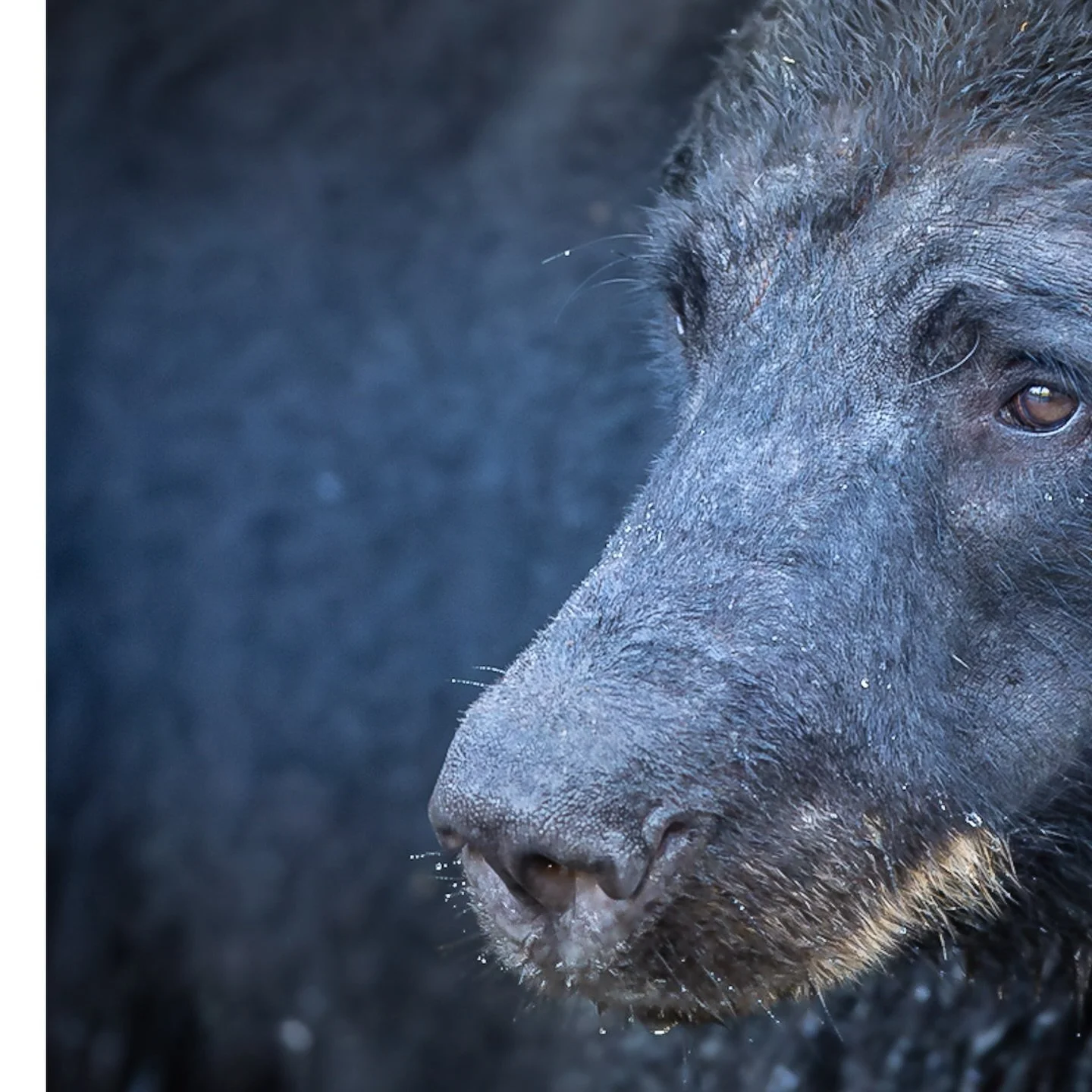 No alarm clock, just instinct.  #blackbear #wildlife #wildlifephotography #nature #naturephotography