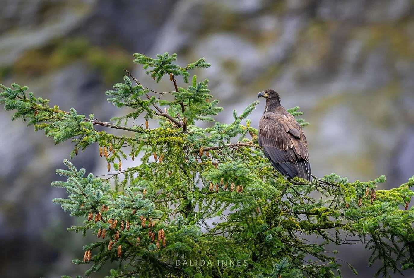 A juvenile Bald Eagle, the innocent 😇 look of a grizzly bear cub, a small bird, a black bear.  #WildlifePhotography
#NaturePhotography
#CanadaPhotography
#AnimalPortraits
#wildliperfection