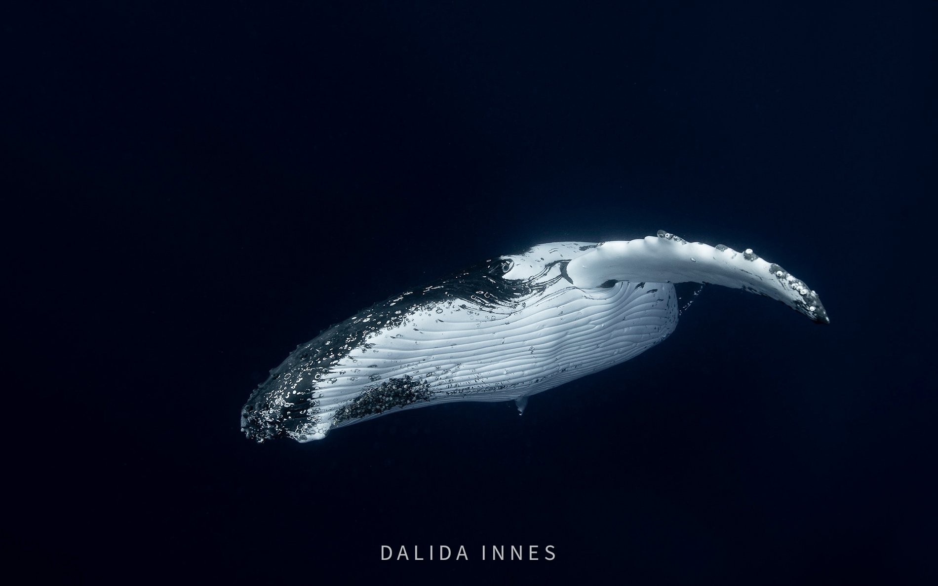whales-4 copy.jpg