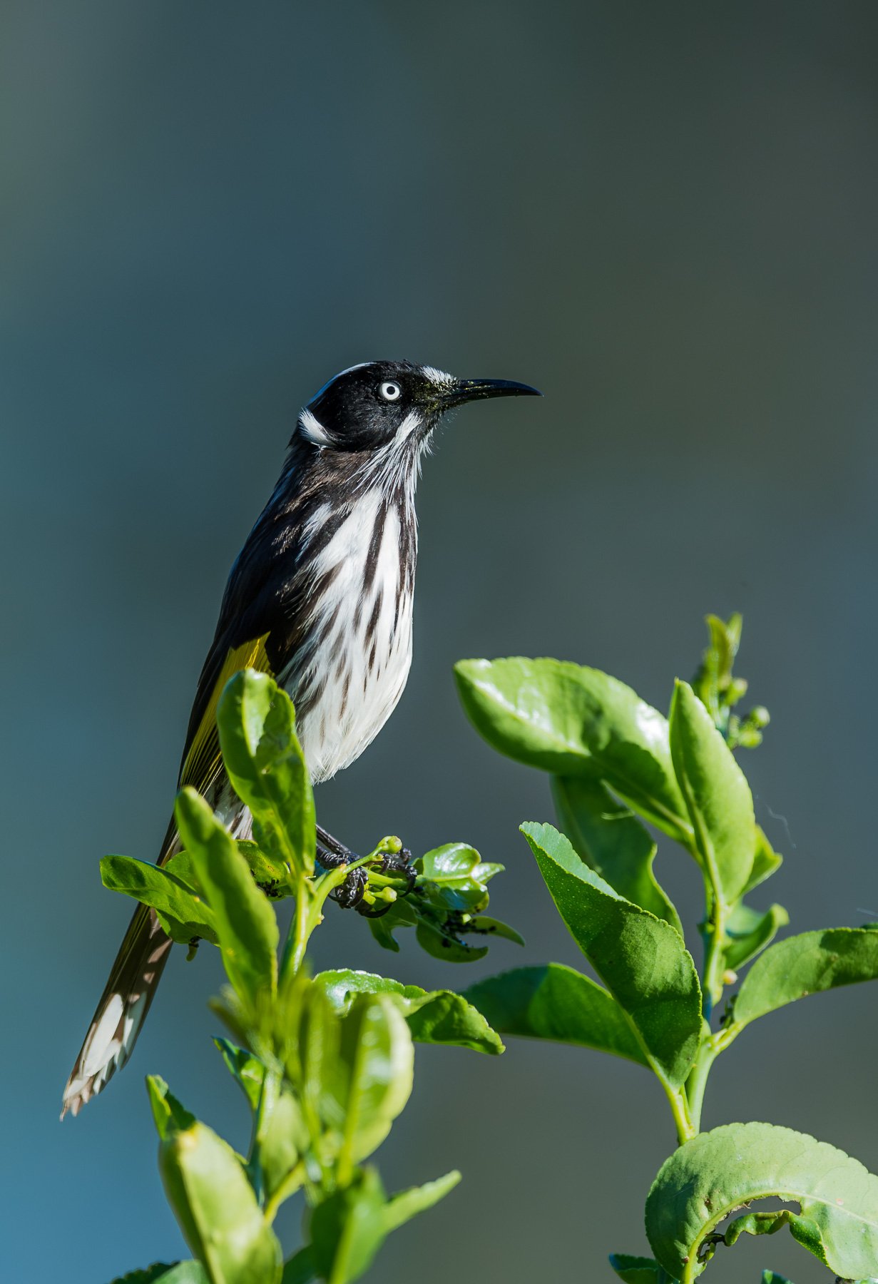New Holland Honeyeater-2-2.jpg