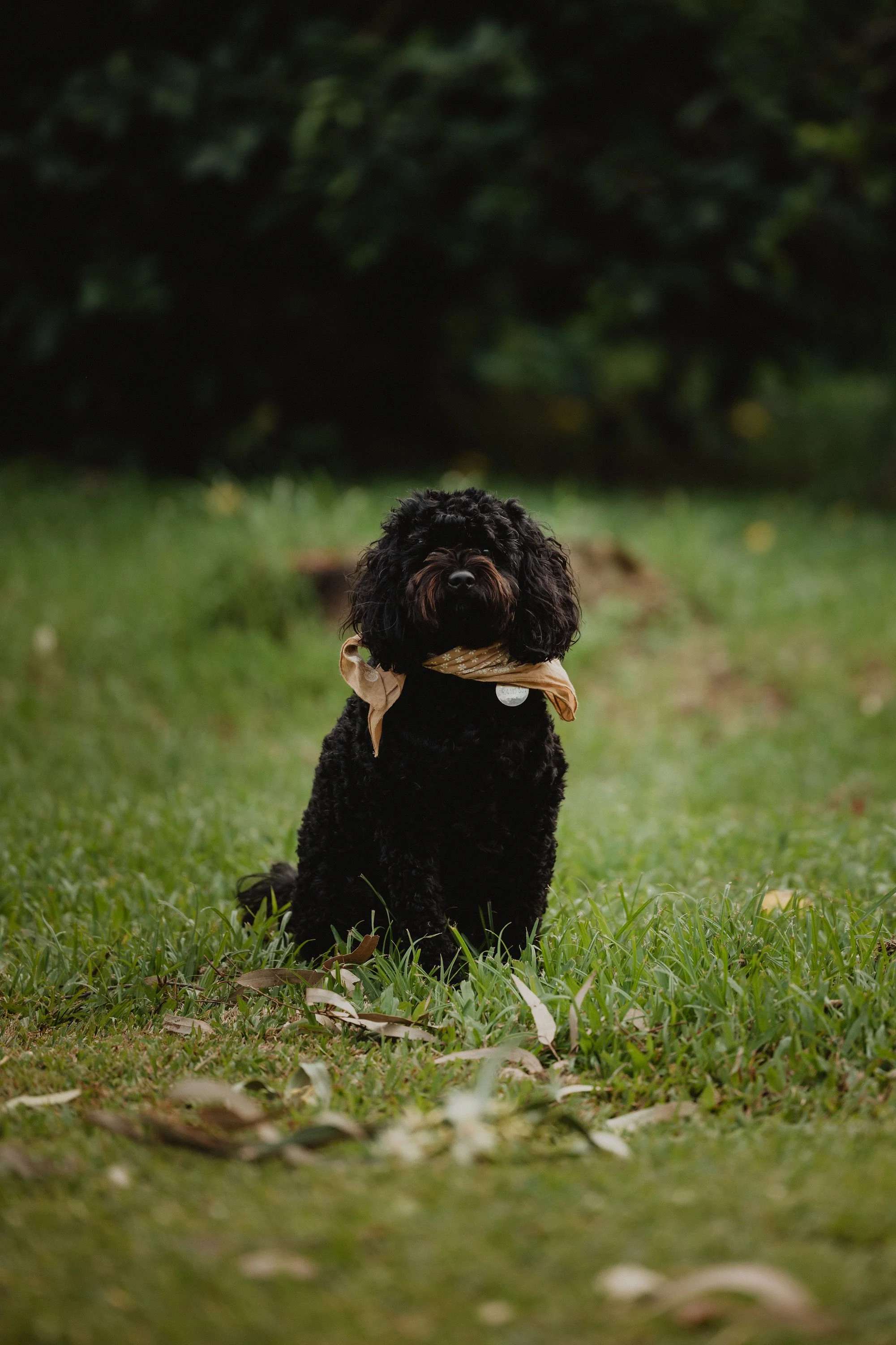 Marli
Clinic Calming Puppy