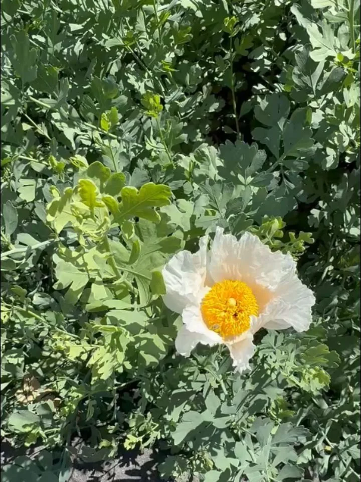 Our first matilija bloom of the season! Come by the next two Saturdays to check out the blooms! We're open Saturdays. 1-5pm. This year the bloom is going to be spectacular since we counted over the dozen bulbs already. Stay tuned for a volunteer day 