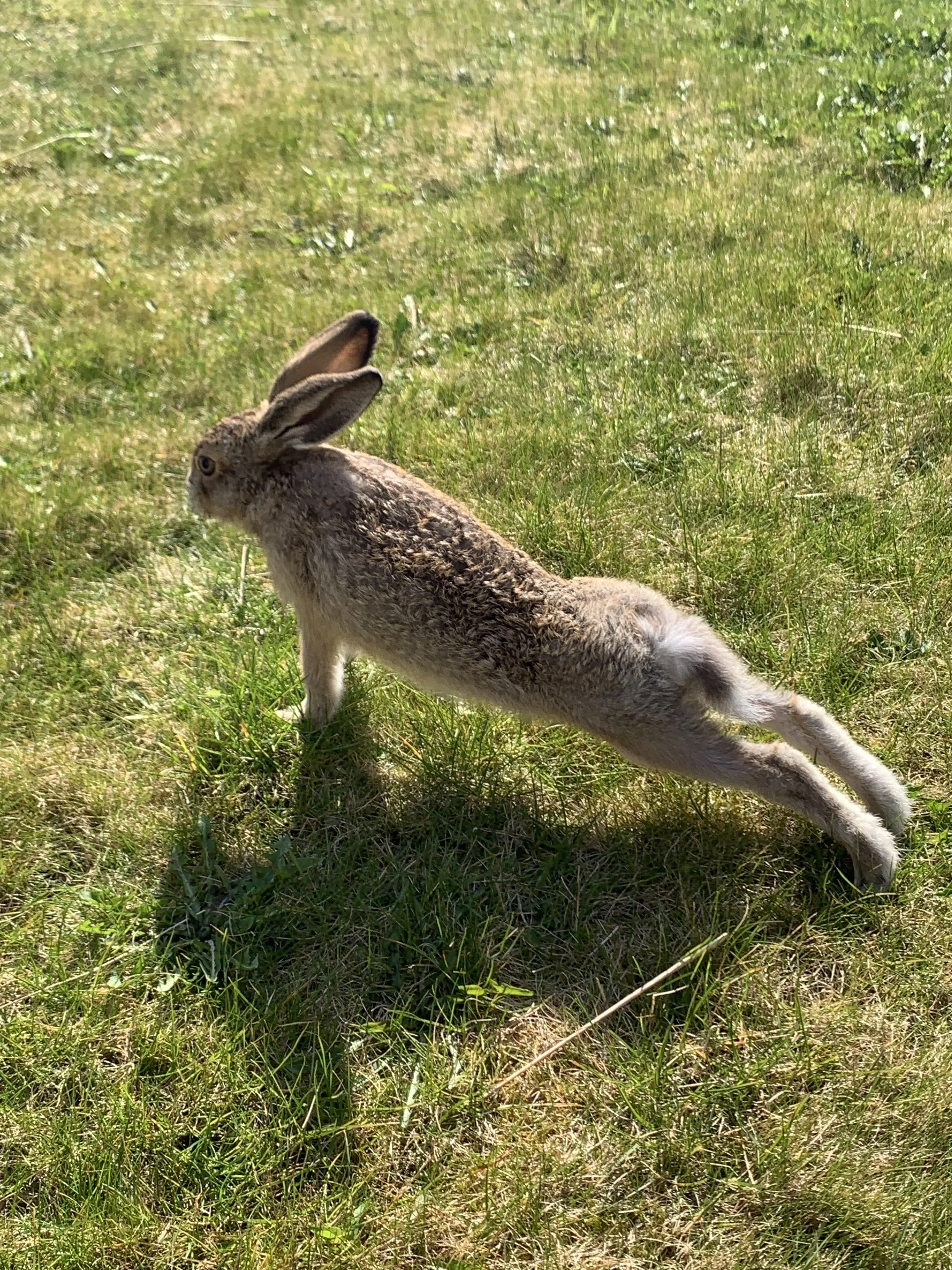 Hare Stretching.jpeg