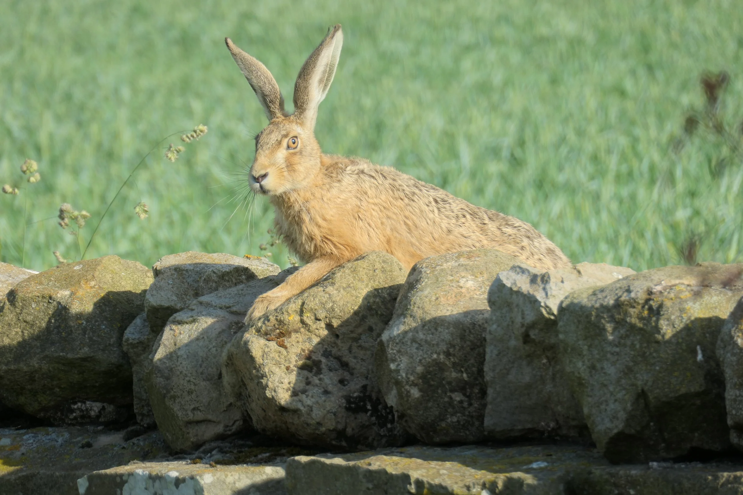 Hare on wall.JPG