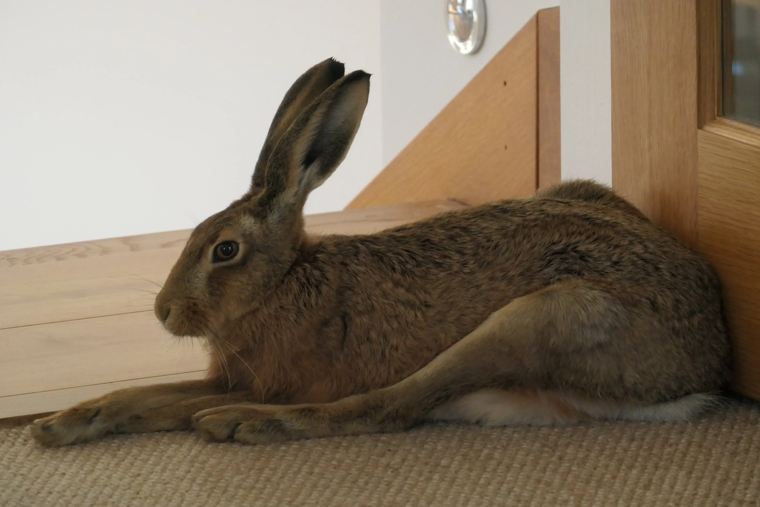 resting while I wrote the book.JPEG