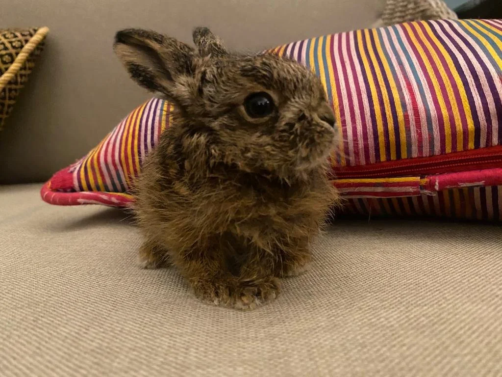 leveret at a week old.JPG