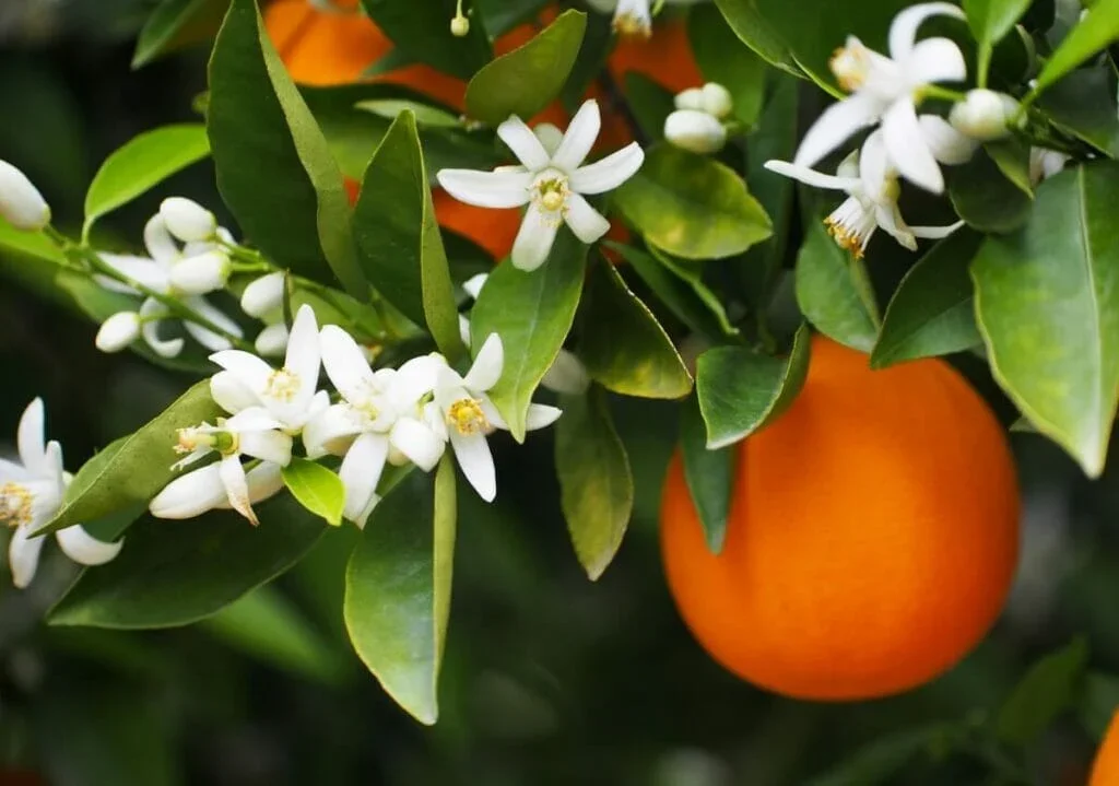 About-Orange-Blossom-1024x719.webp