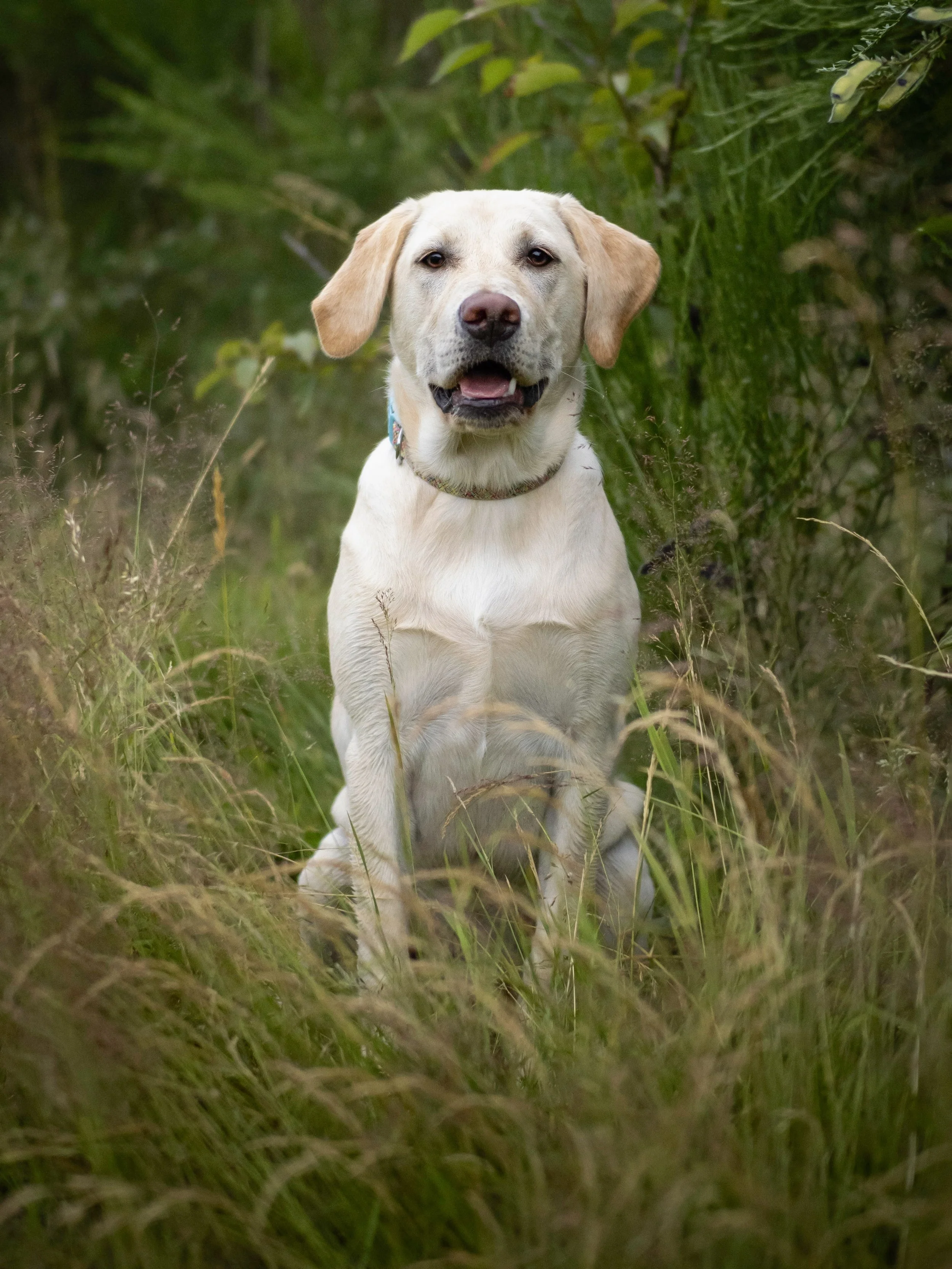 A yellow Labrador retriever puppy sitting in a grassy area with green foliage in the background.