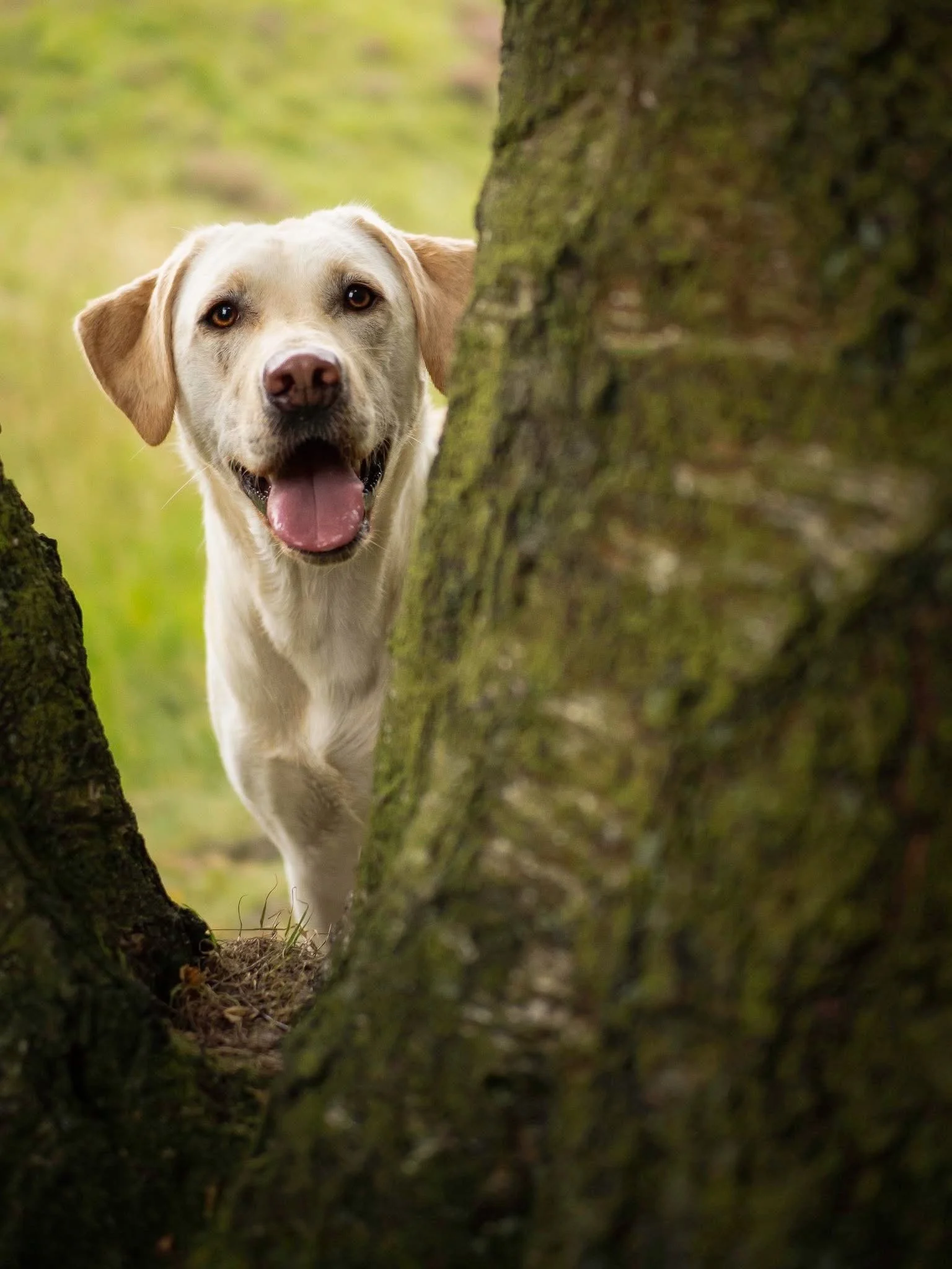 Why Isn't My Dog's Behaviour Improving? Sometimes There's More to the Story