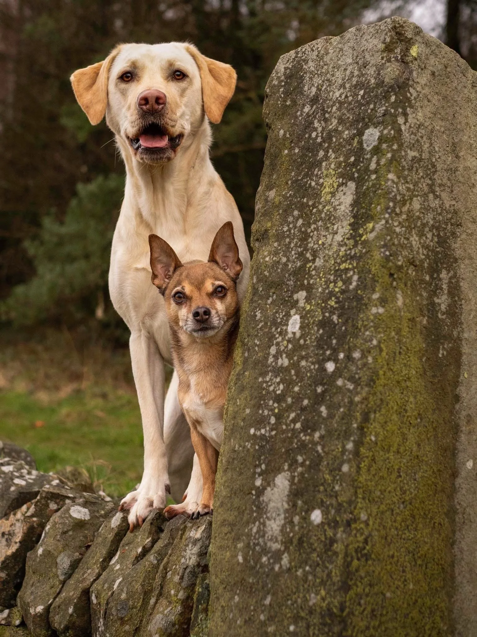 What Makes Dog Behaviour Change Successful?