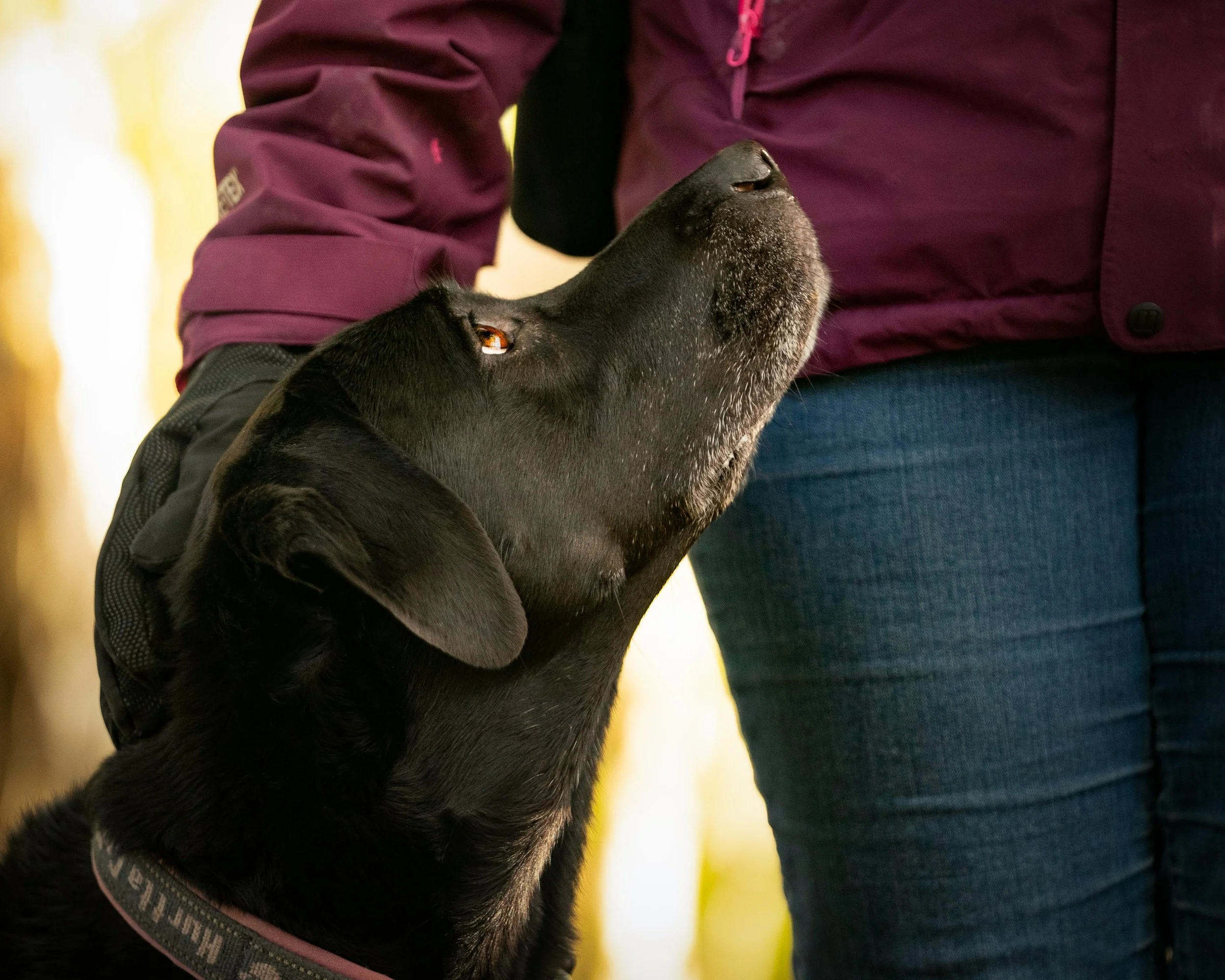 A black Labrador retriever looking up at a person in a purple jacket, with the person's torso and legs partially visible. The dog is focusing on the dog trainer in an Oldham woods.