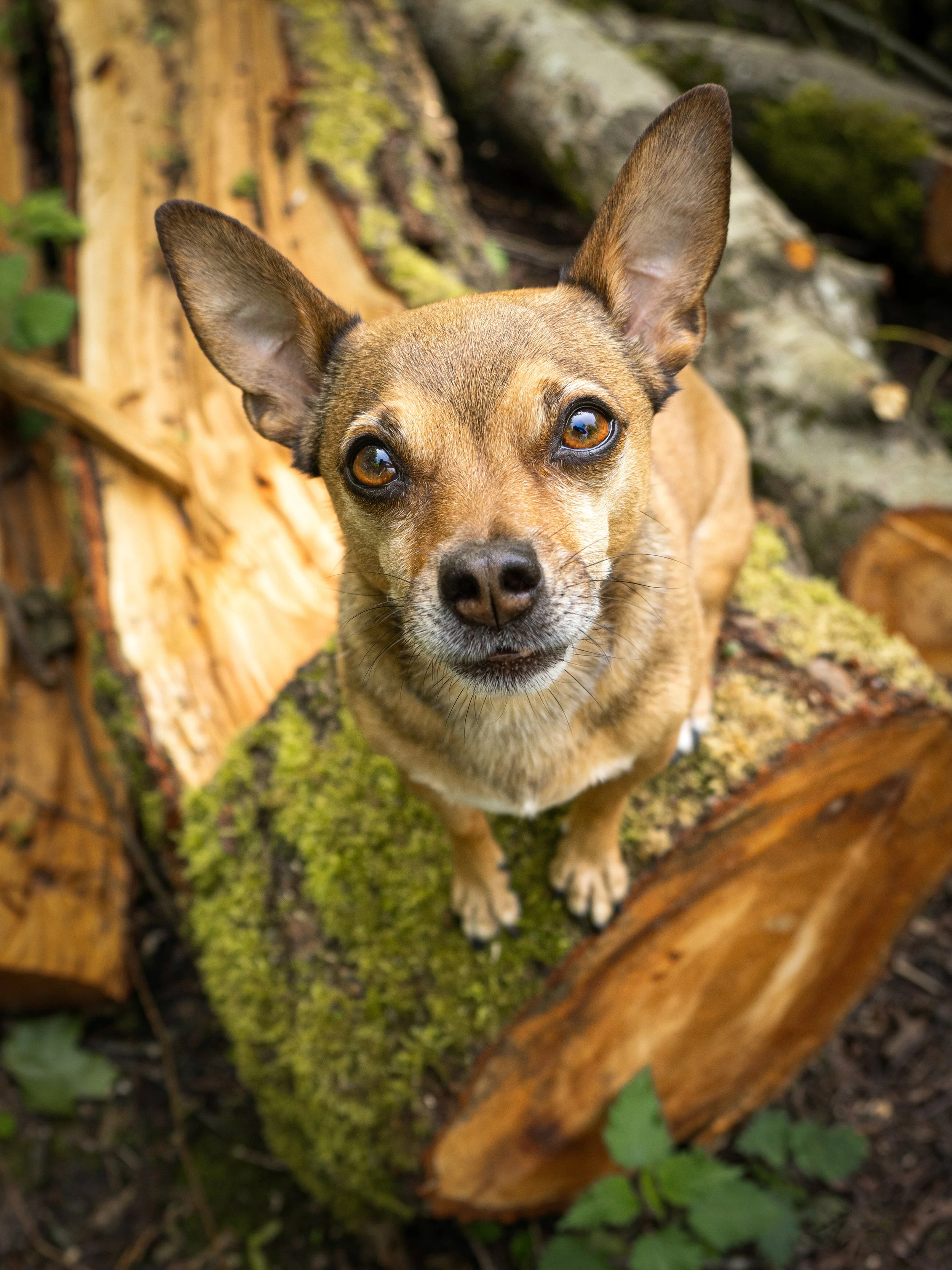 A small brown dog with large ears and expressive eyes standing on a moss-covered log outdoors.