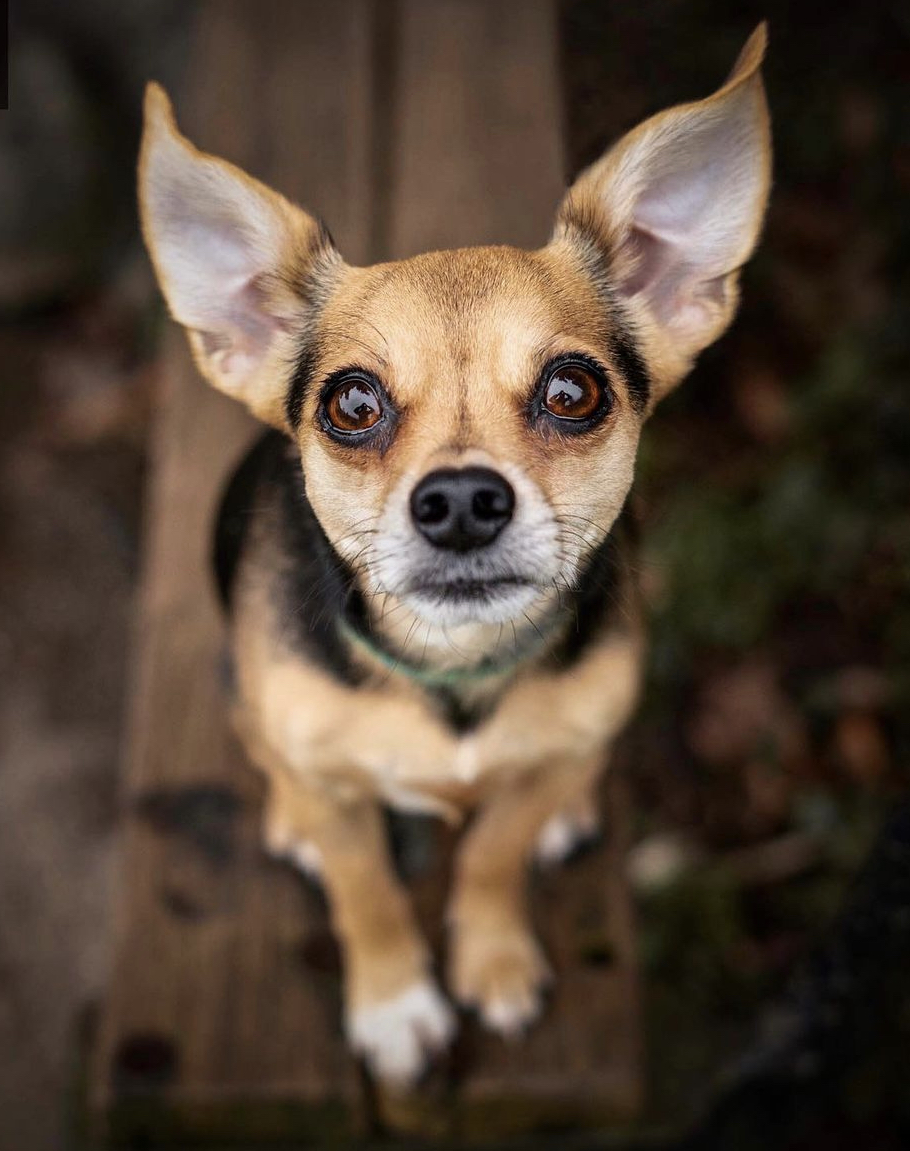 A small puppy dog with large ears and brown eyes looking up at the camera.
