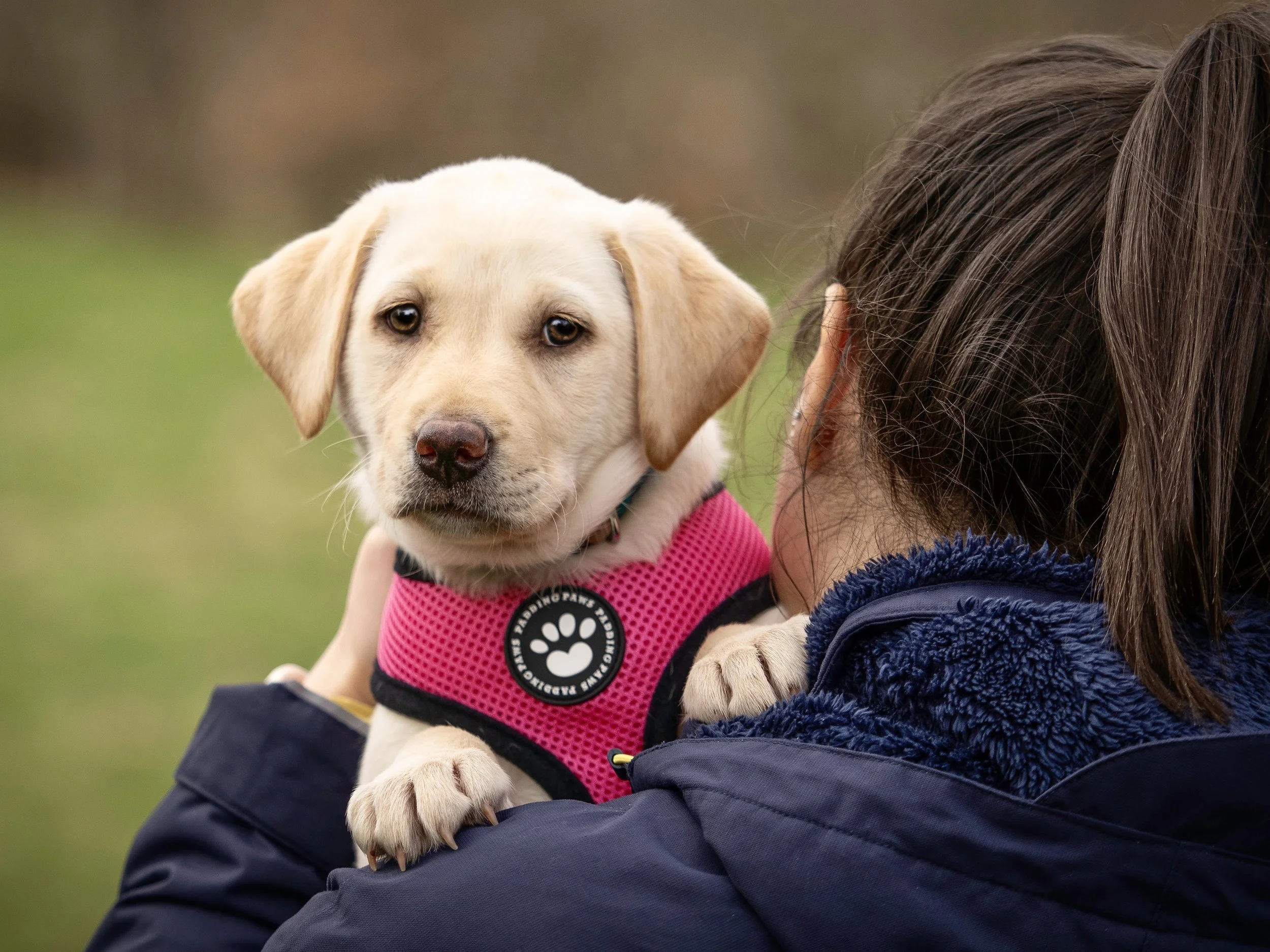 Dog trainer lady holding a yellow Labrador Retriever puppy wearing a pink harness outdoors.