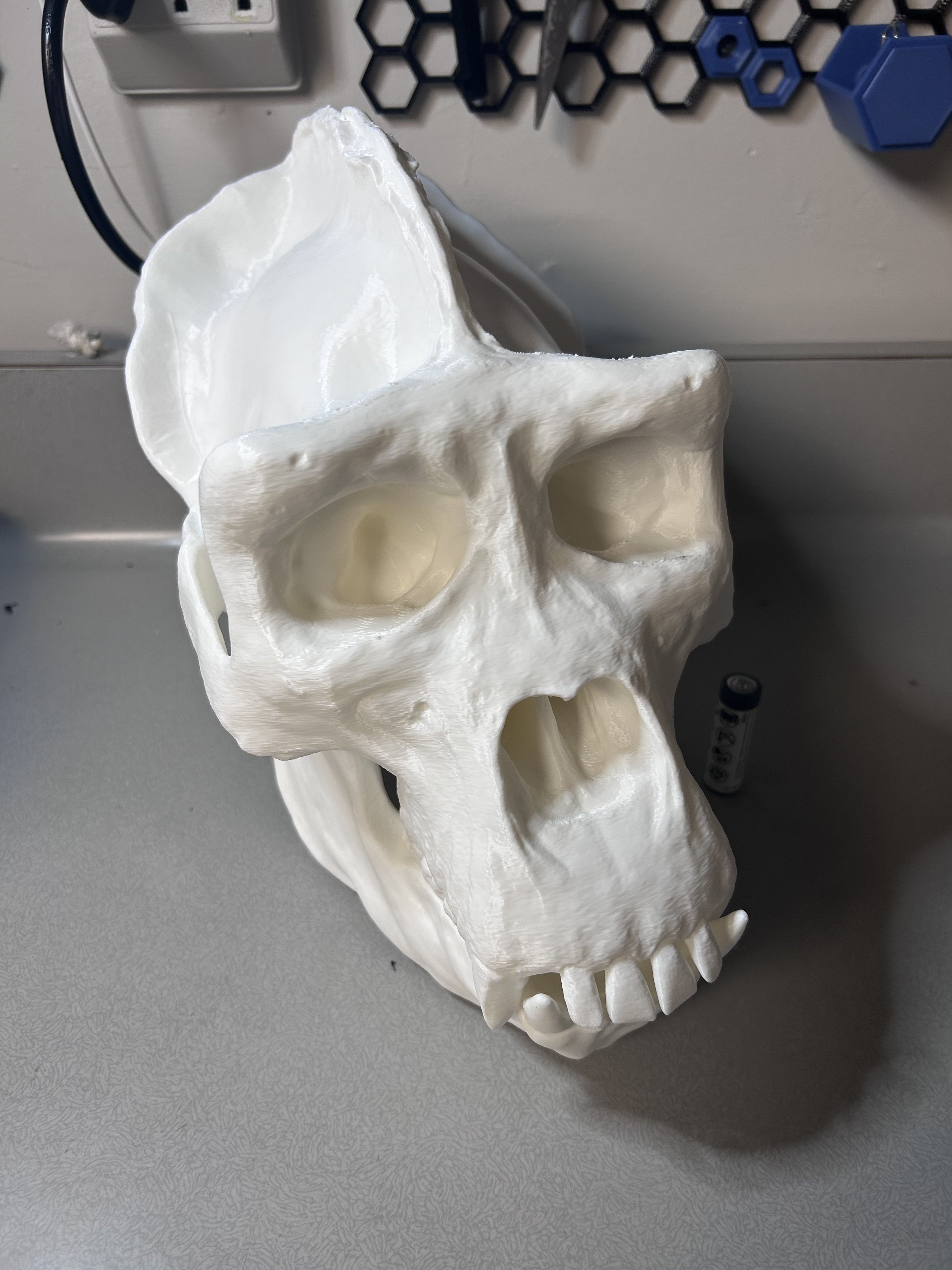 Model Gorilla Skull