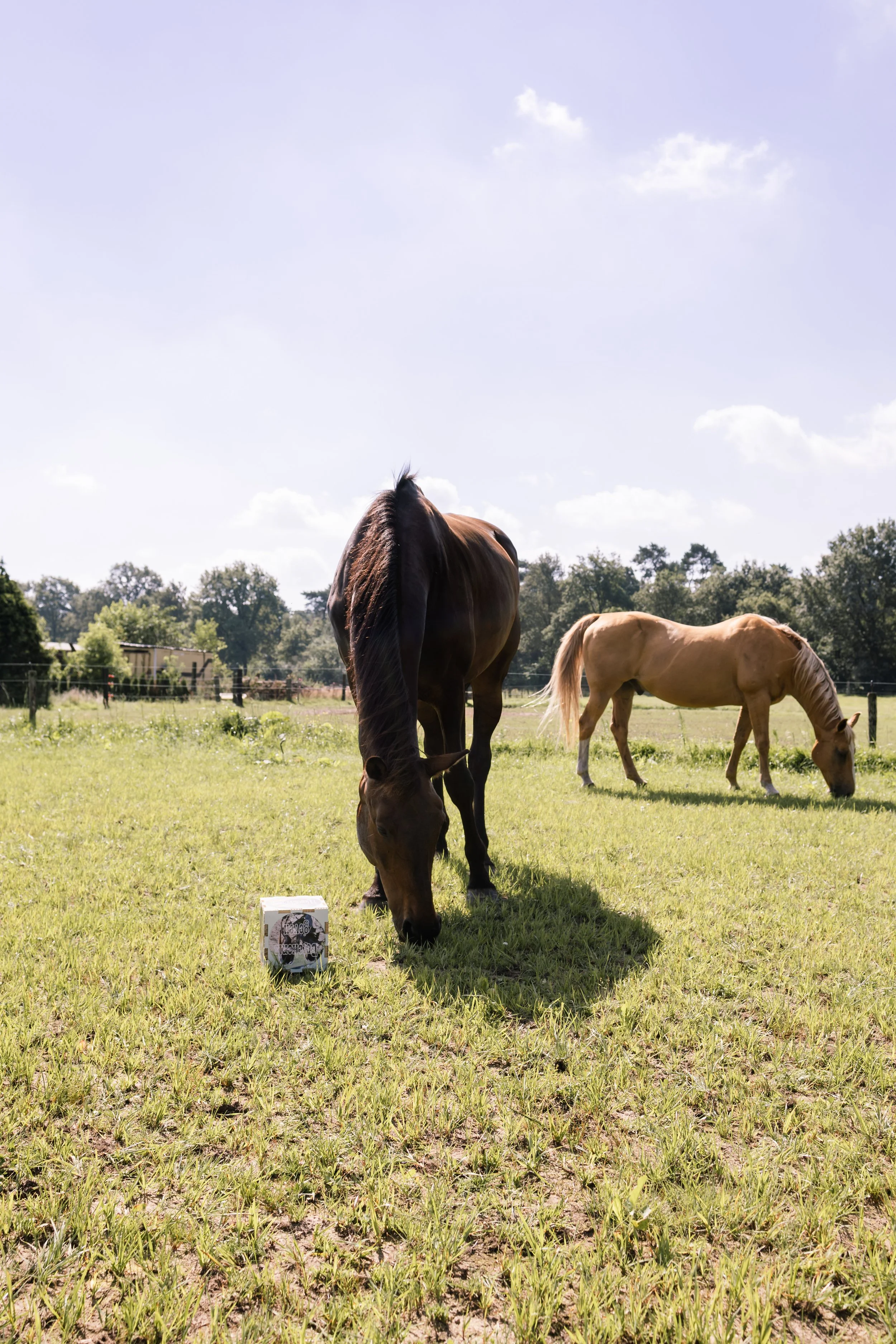 Een dag tussen de paarden – Opstellingen van het Verlangen