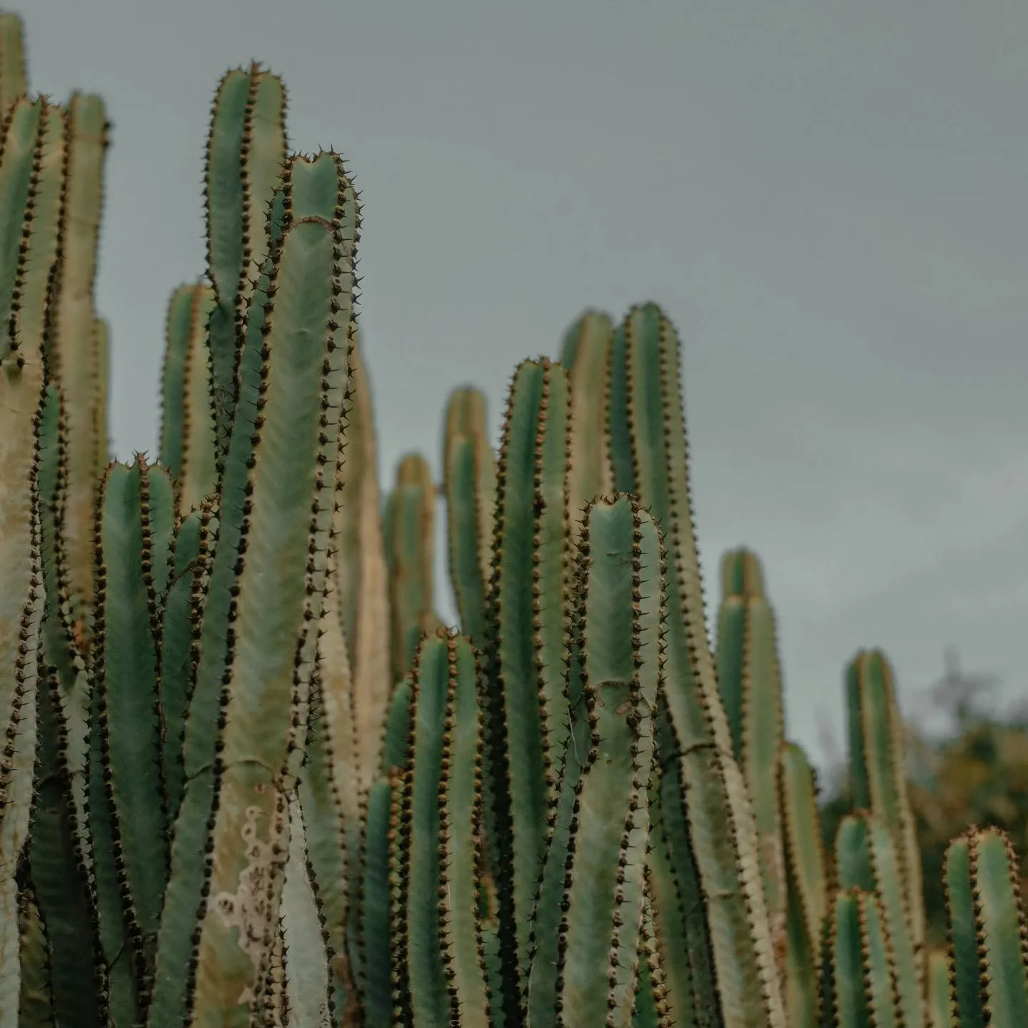 I&rsquo;ve just arrived in my new home ~ Tenerife 🌵 

Stepping into this island feels like stepping into a dream. Here, surrounded by wild nature and the ocean, I&rsquo;m beginning a new chapter as a Yoga Teacher Trainer on 200h YTTs. This has been 