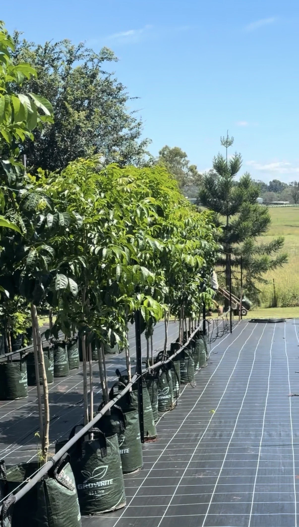 Harpullia pendula (Tulipwood) 45L