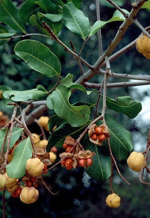 Cupaniopsis_anacardioides_fruit.jpg