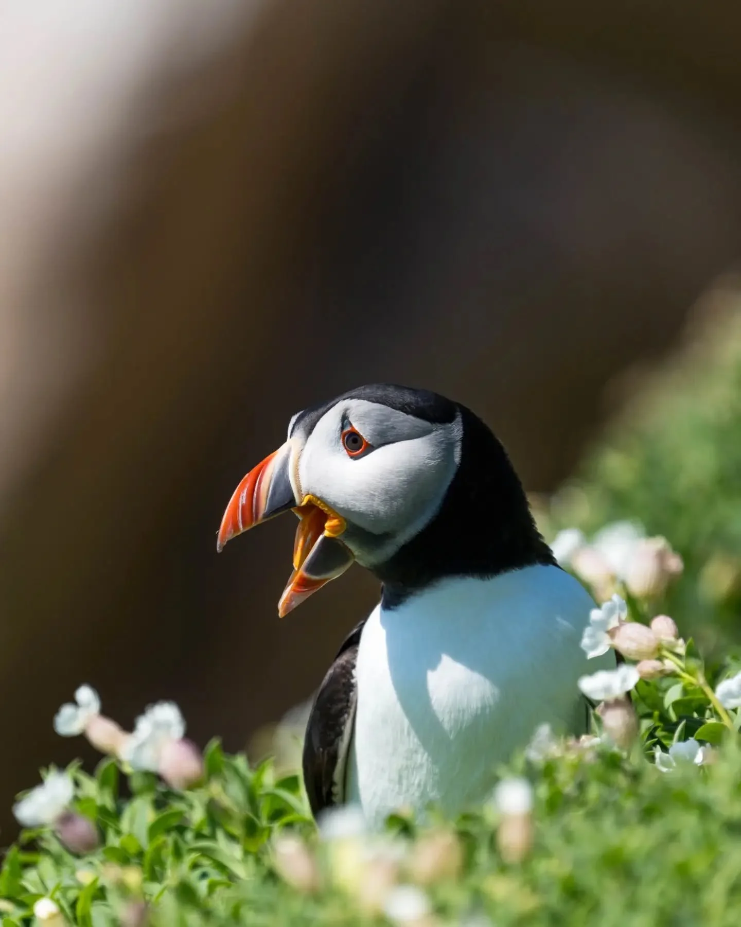 I could spend days sitting on the cliffs watching birds in Ireland. 

Puffins are so majectic but it's the gannets and fulmars that I prefer to watch flying above the ocean.

#birdwatching #sonyalpha #ireland #birdphotography