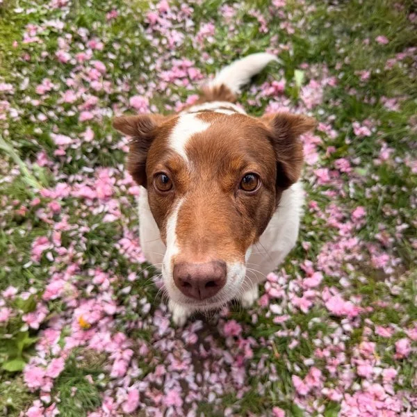 Olive the Dog