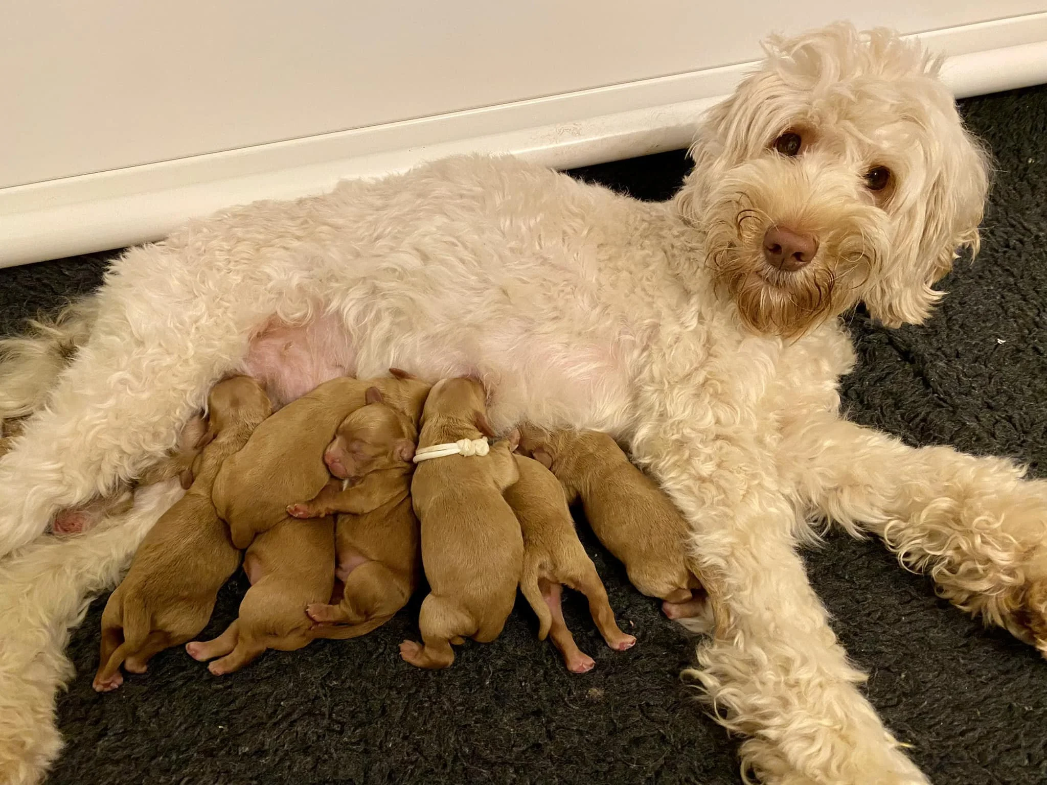 NellyPups.jpeg