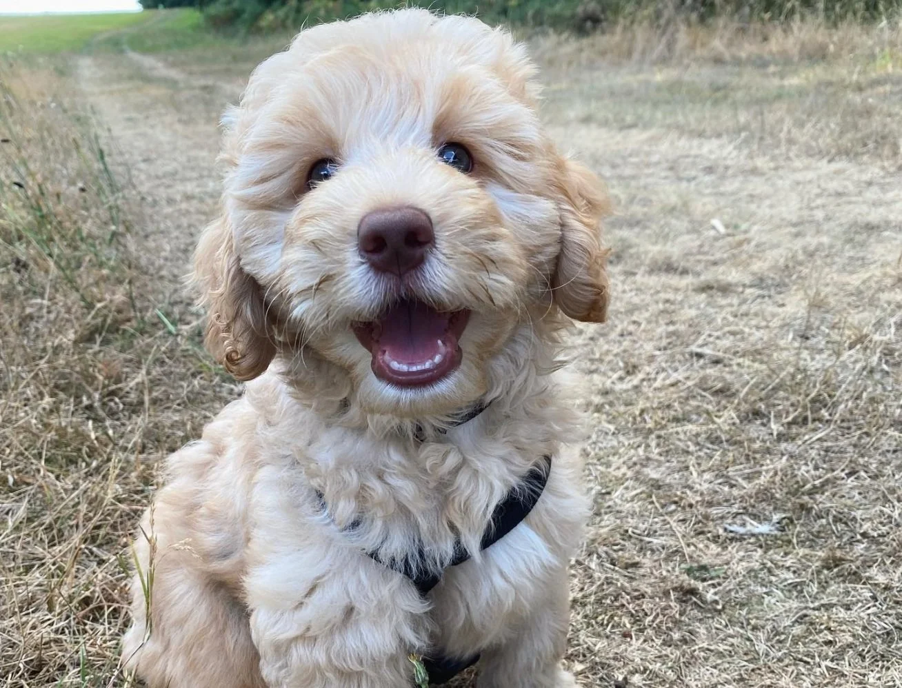 Dog Puppies For Miniature Australian Cobberdog Miniature