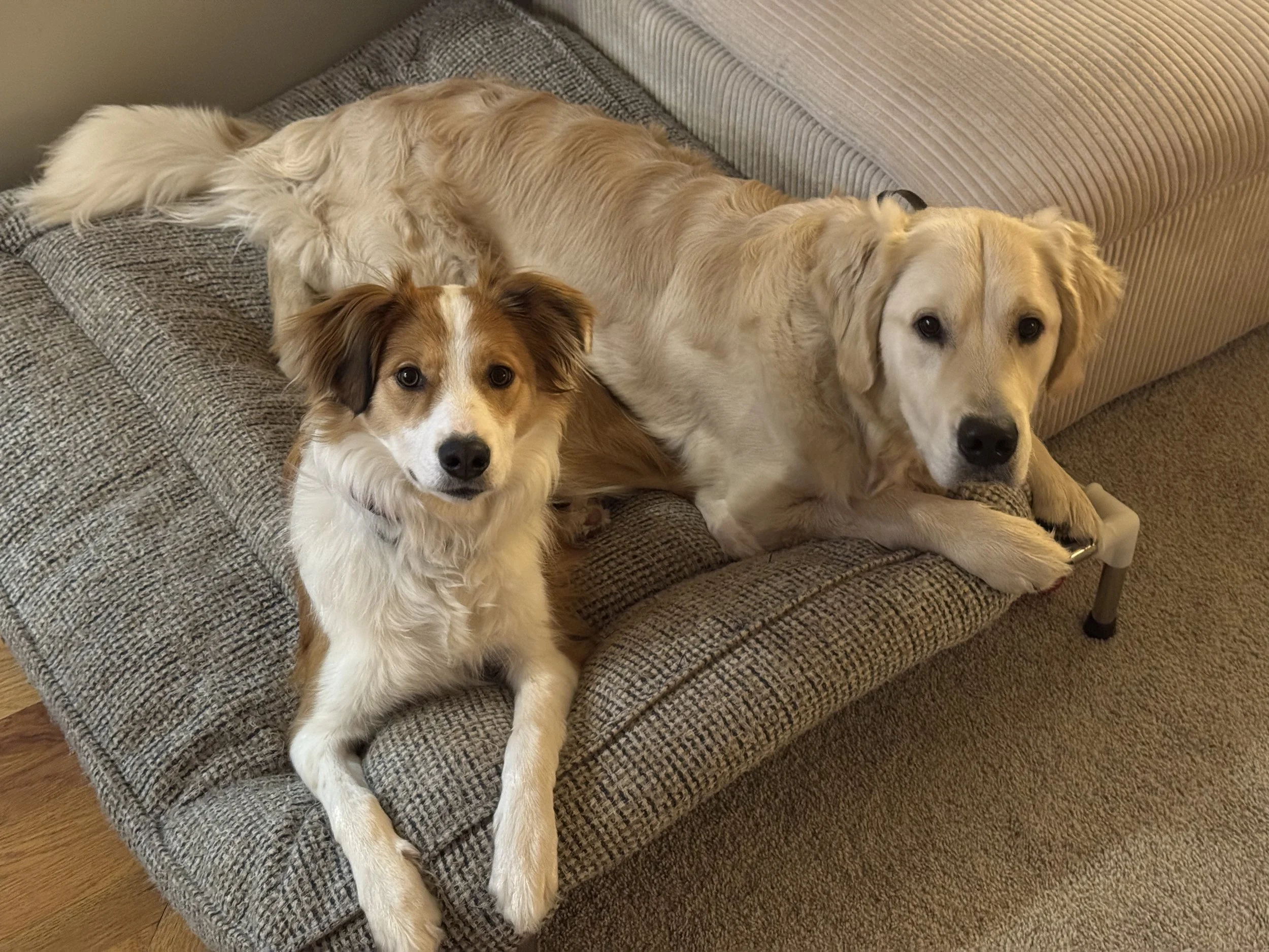 Two dogs relaxing on a dog bed during a board and train stay with Tune-Up Pup K9 Academy