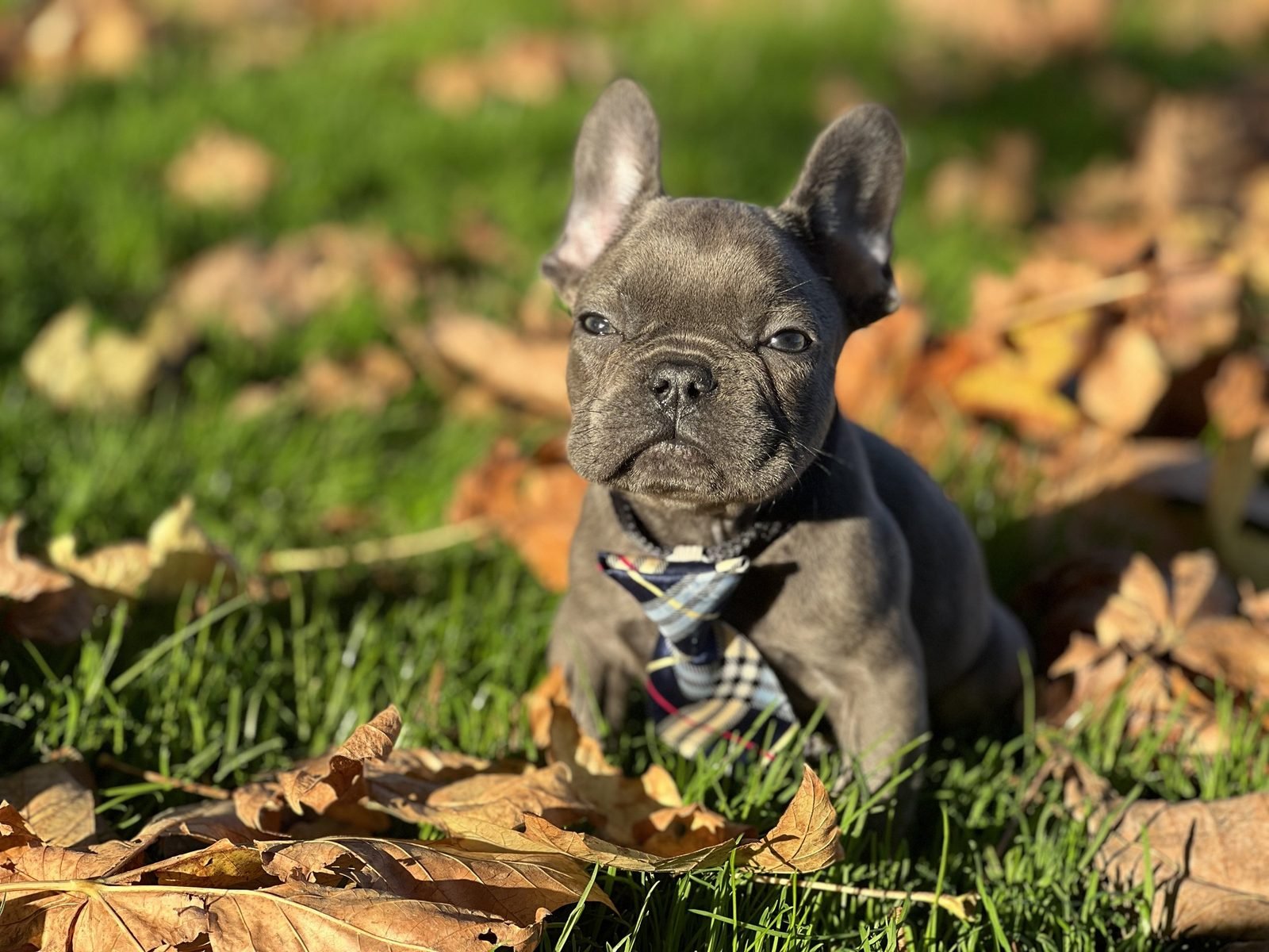 Gray French Bulldog puppy in a plaid bow tie sitting on grass among fallen autumn leaves