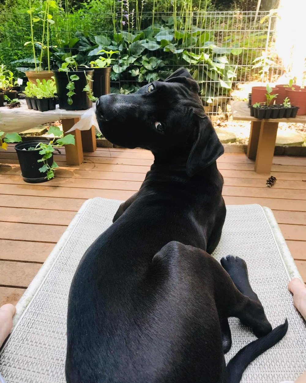 Donate — Boxer Butts & Other Mutts Rescue