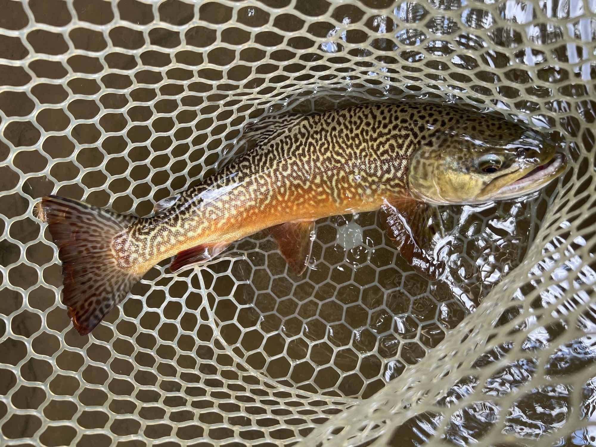 trout in net.jpeg