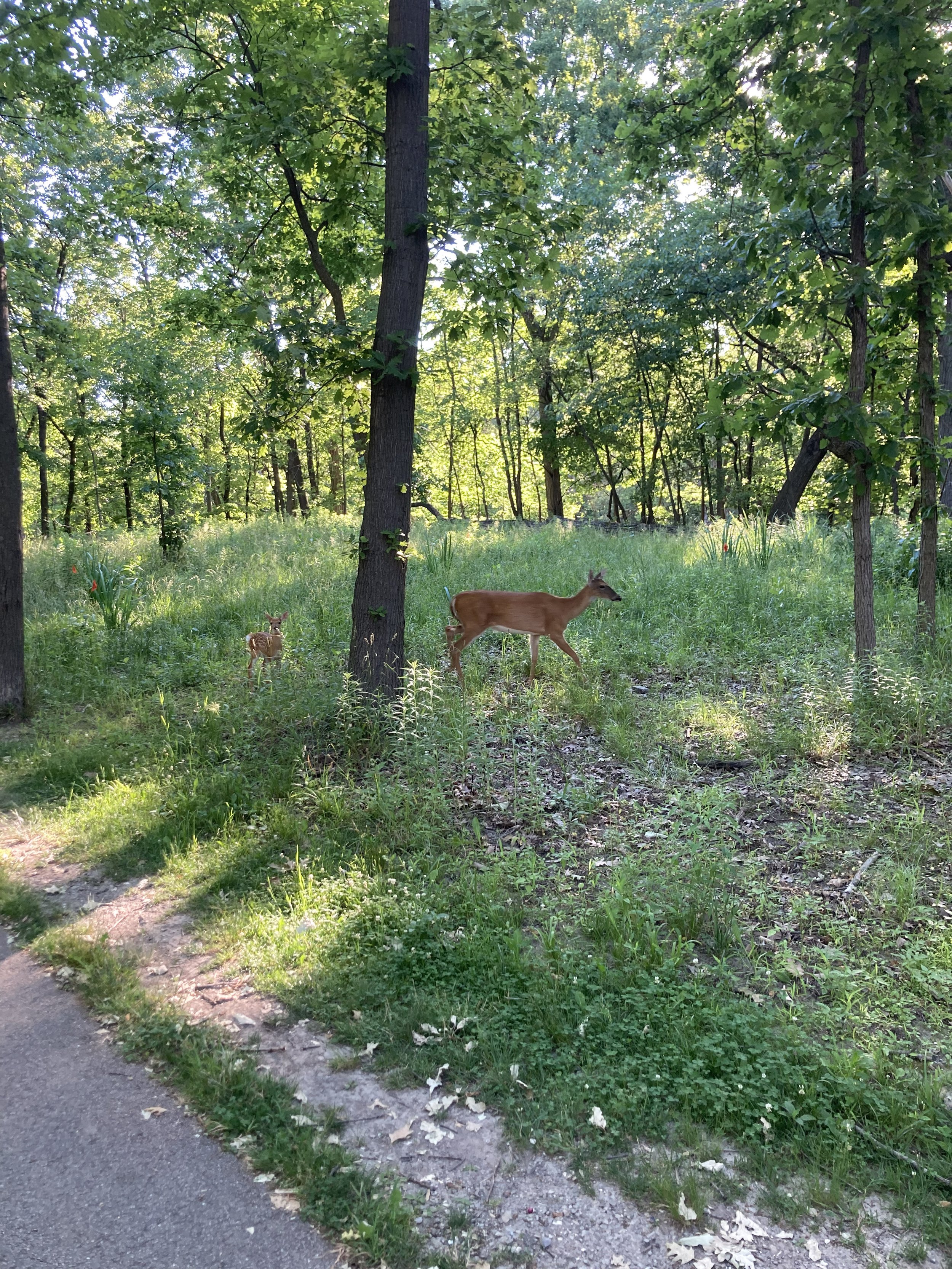 Deer spotted on a run through the Forest Preserve!