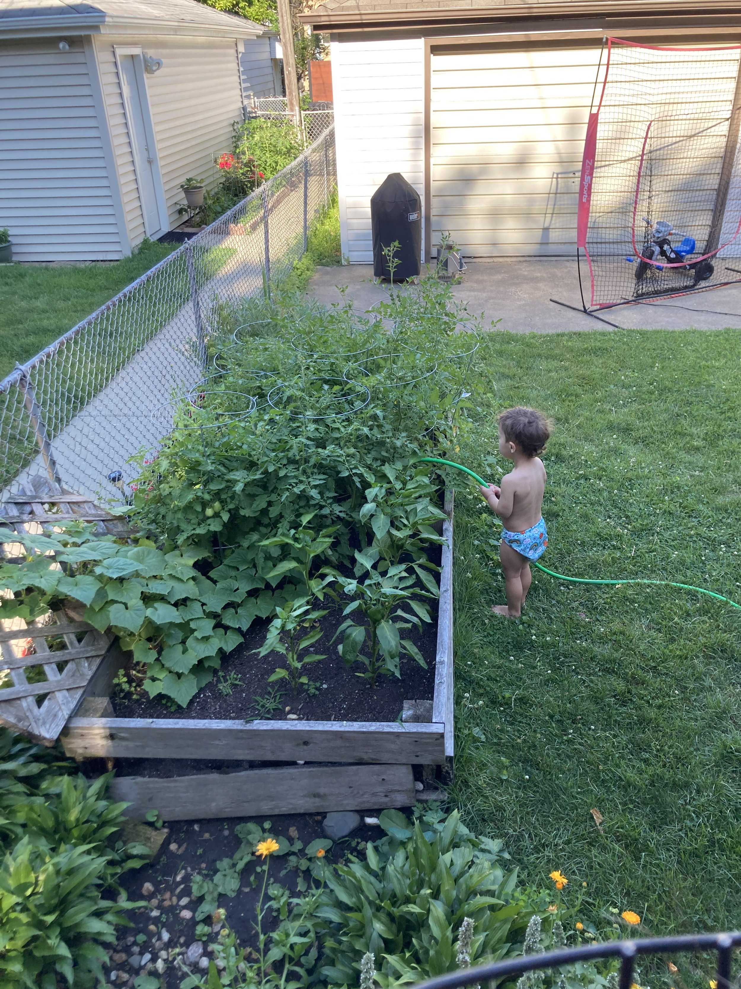 A little helper watering the tomatoes