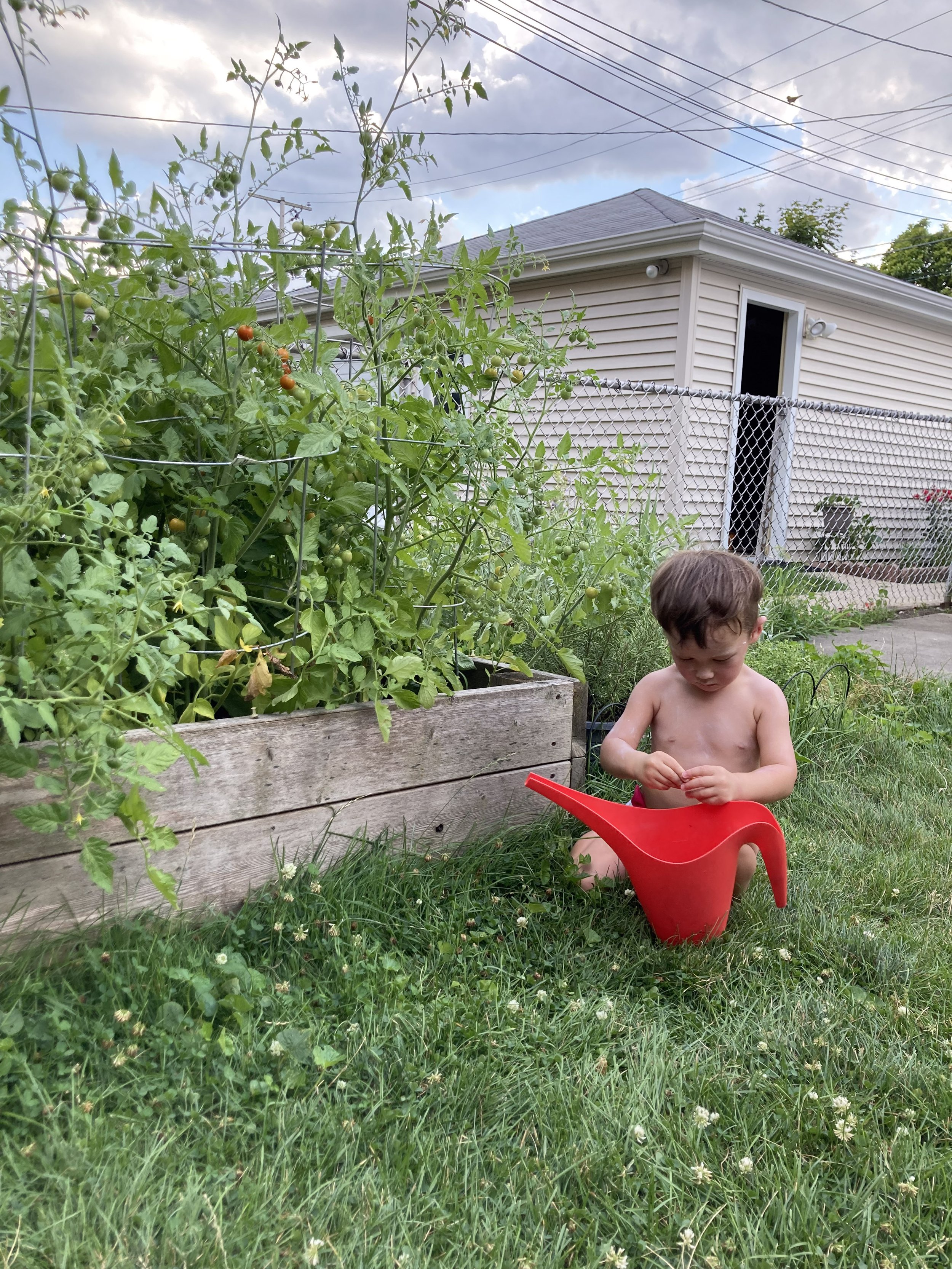 A little helper picking (and eating) the tomatoes