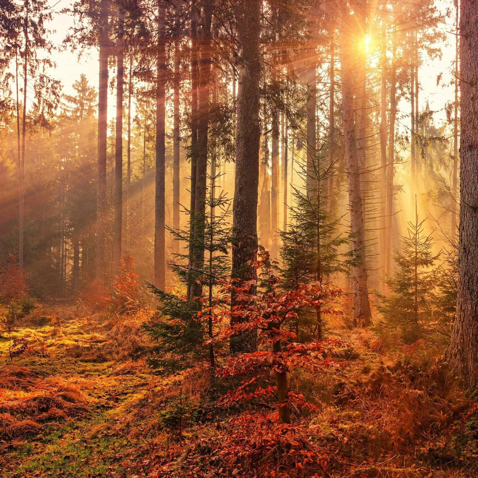 3 Ways to Transition Into Fall With Ease — According to Ayurveda and Yoga